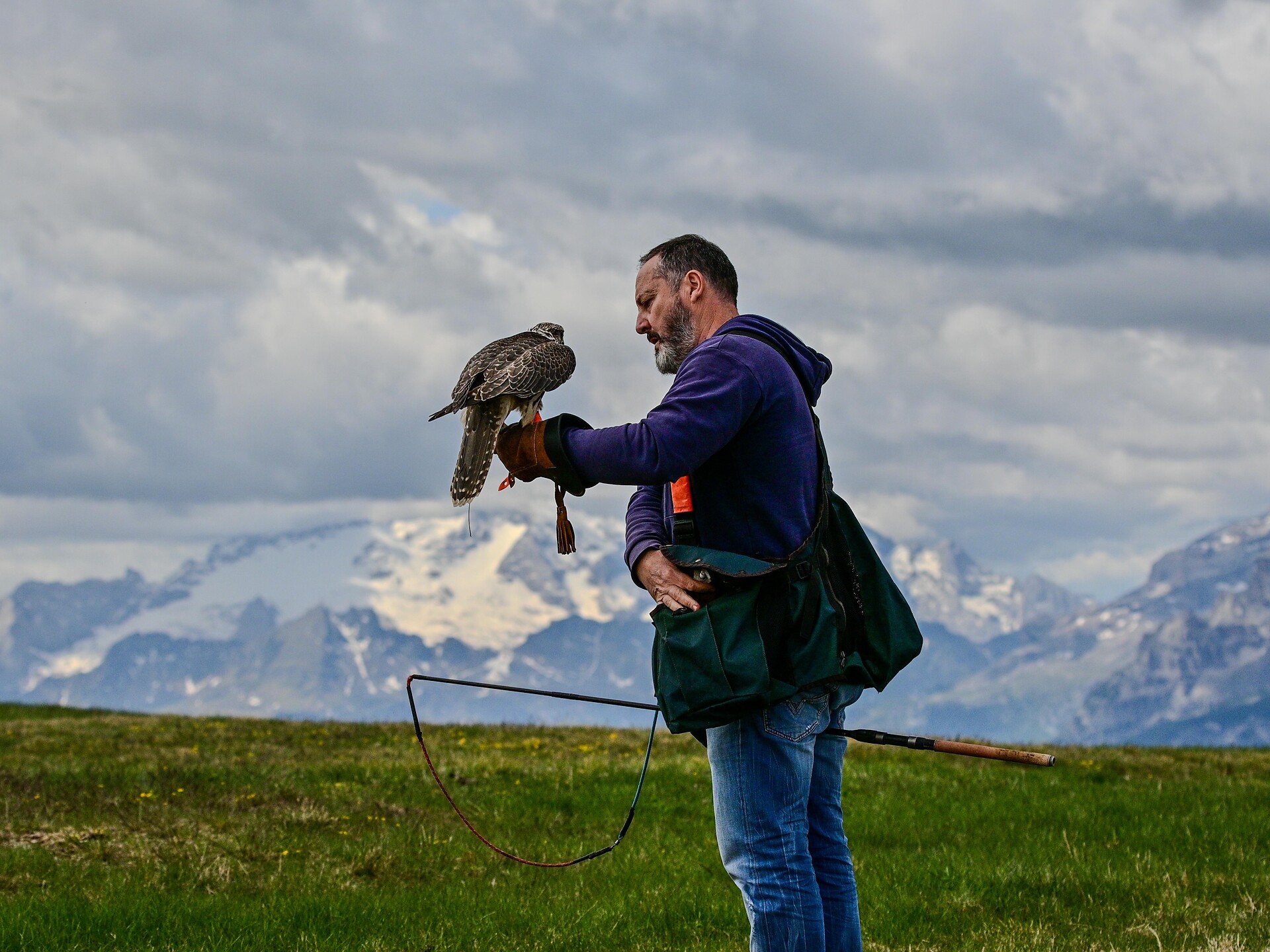 Birds of prey show at Kronplatz - Dolomites Region Kronplatz/Plan de Corones - #3 - suedtirol.info