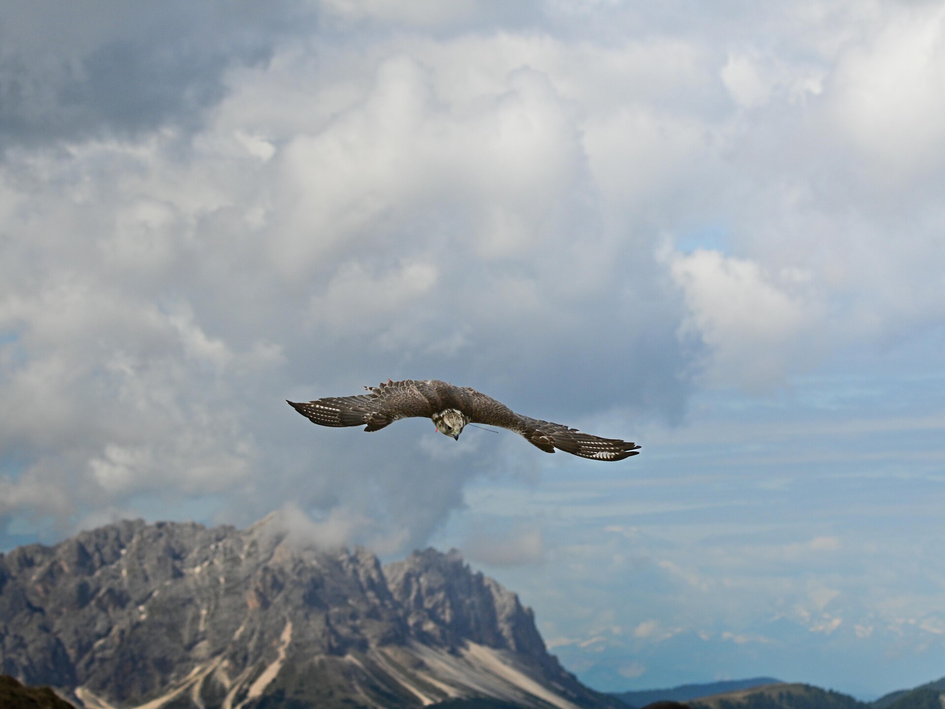 Birds of prey show at Kronplatz - Dolomites Region Kronplatz/Plan de Corones - #2 - suedtirol.info