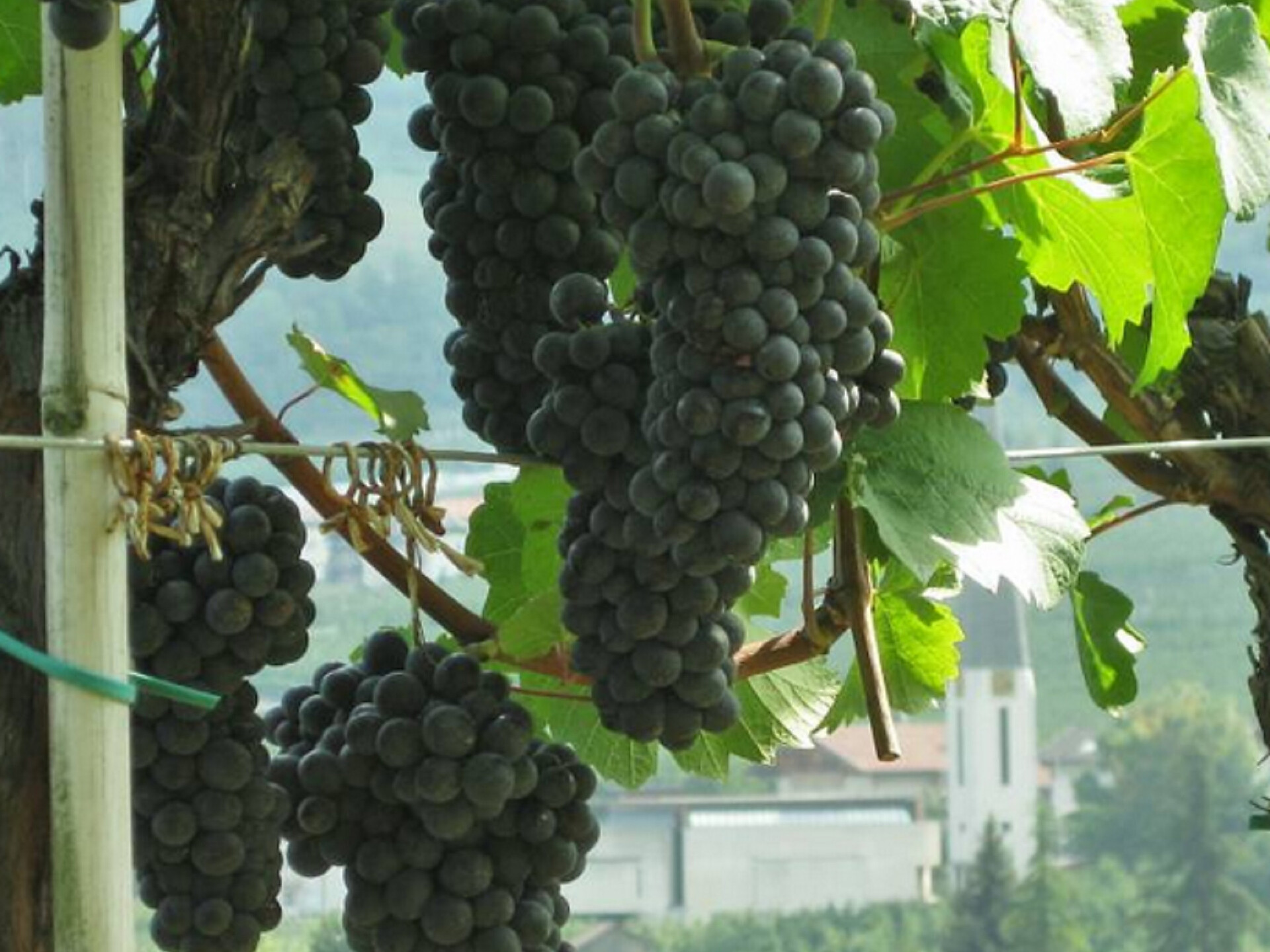 Gourmet autumn: Via Vinum Venostis - wine growing in Kastelbell: Köfelgut - Meran/Merano and environs - #2 - suedtirol.info