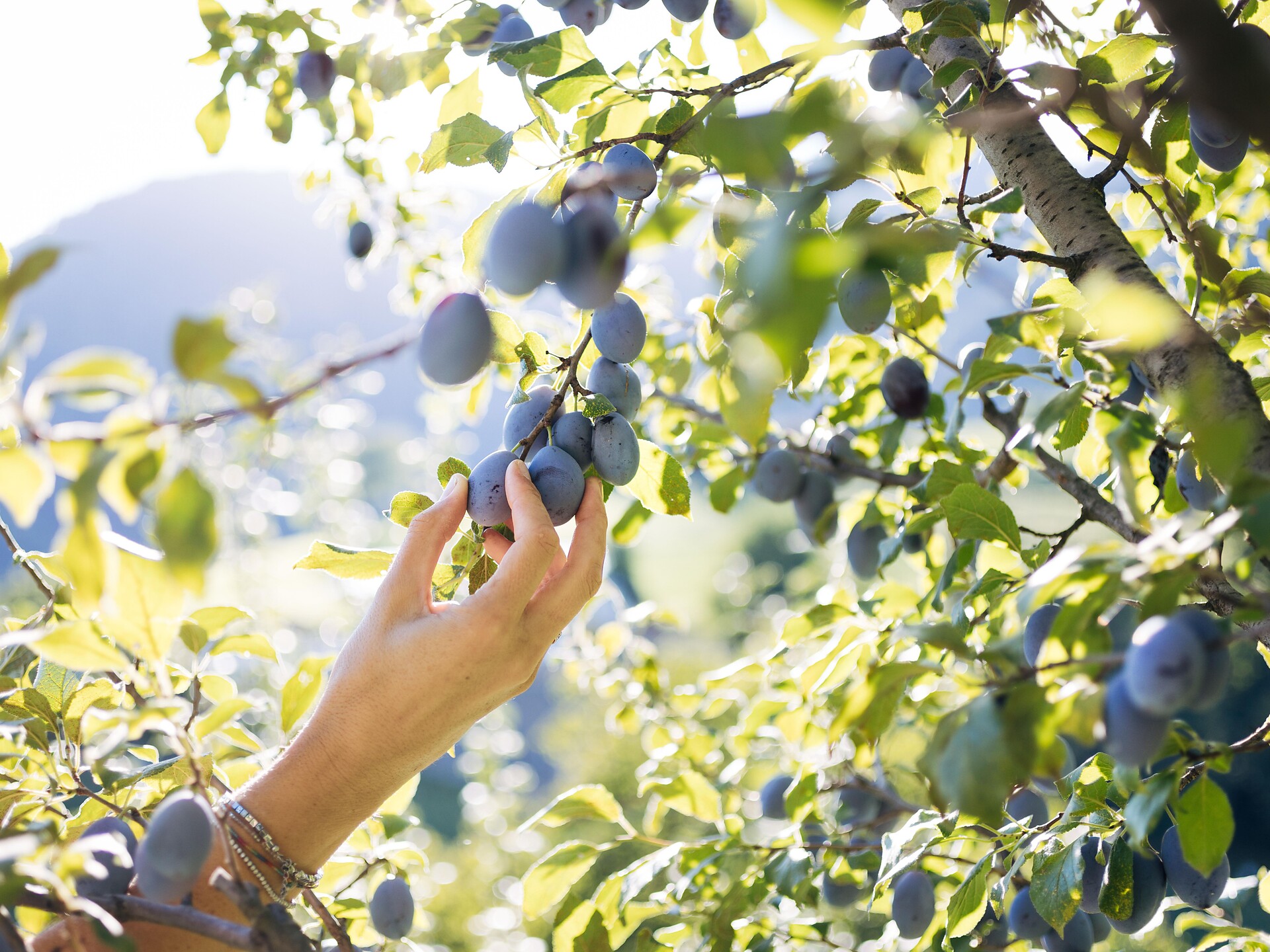 Escursione guidata all'insegna delle prugne con sosta al "Saubacherhof" - Bressanone e dintorni - #2 - suedtirol.info