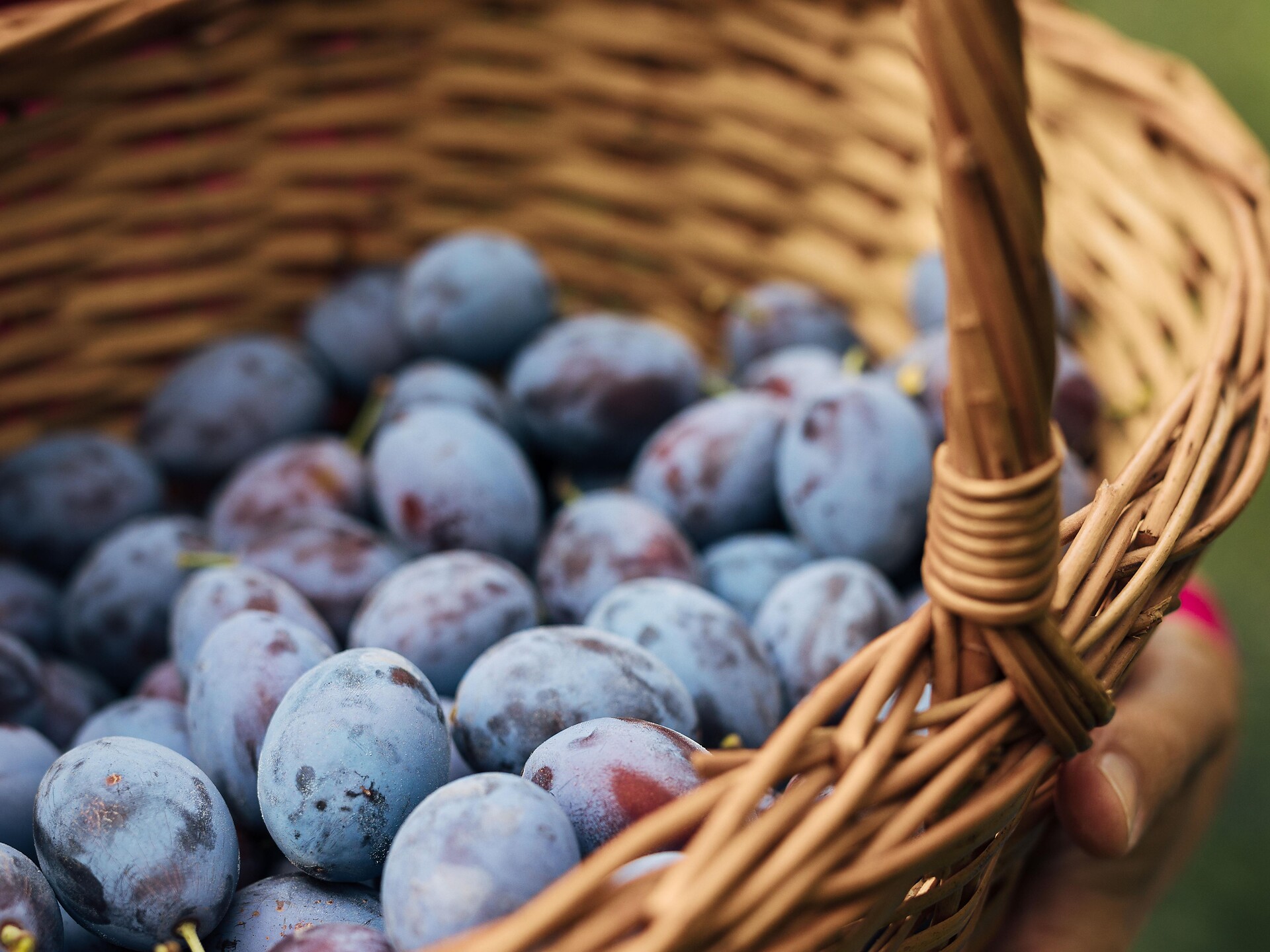 Escursione guidata all'insegna delle prugne con sosta al "Saubacherhof" - Bressanone e dintorni - #3 - suedtirol.info