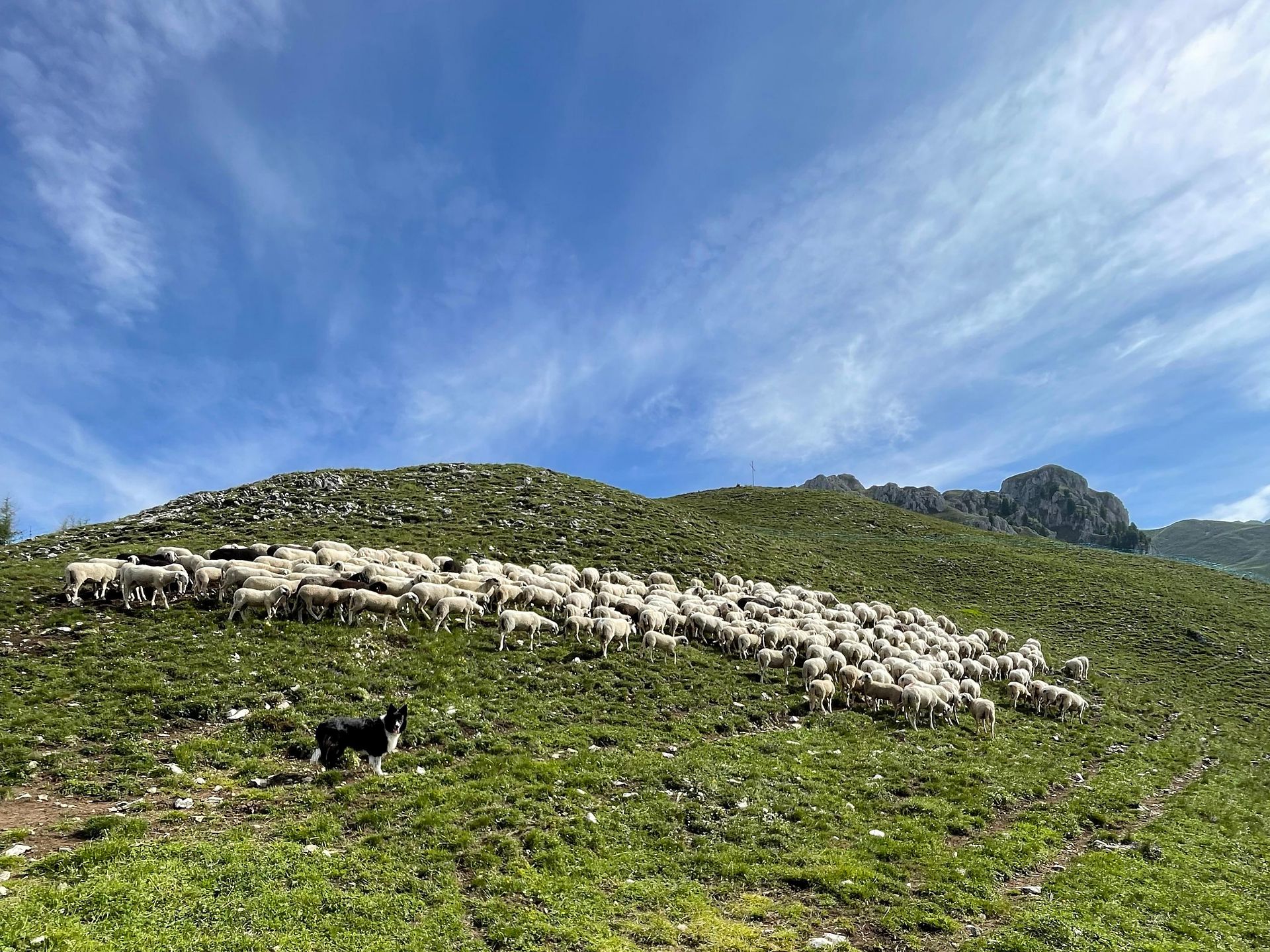 A Conversation with the Shepherd: Between the Wolf and the Pasture - Dolomites Region Lüsen Villnöss - #3 - suedtirol.info
