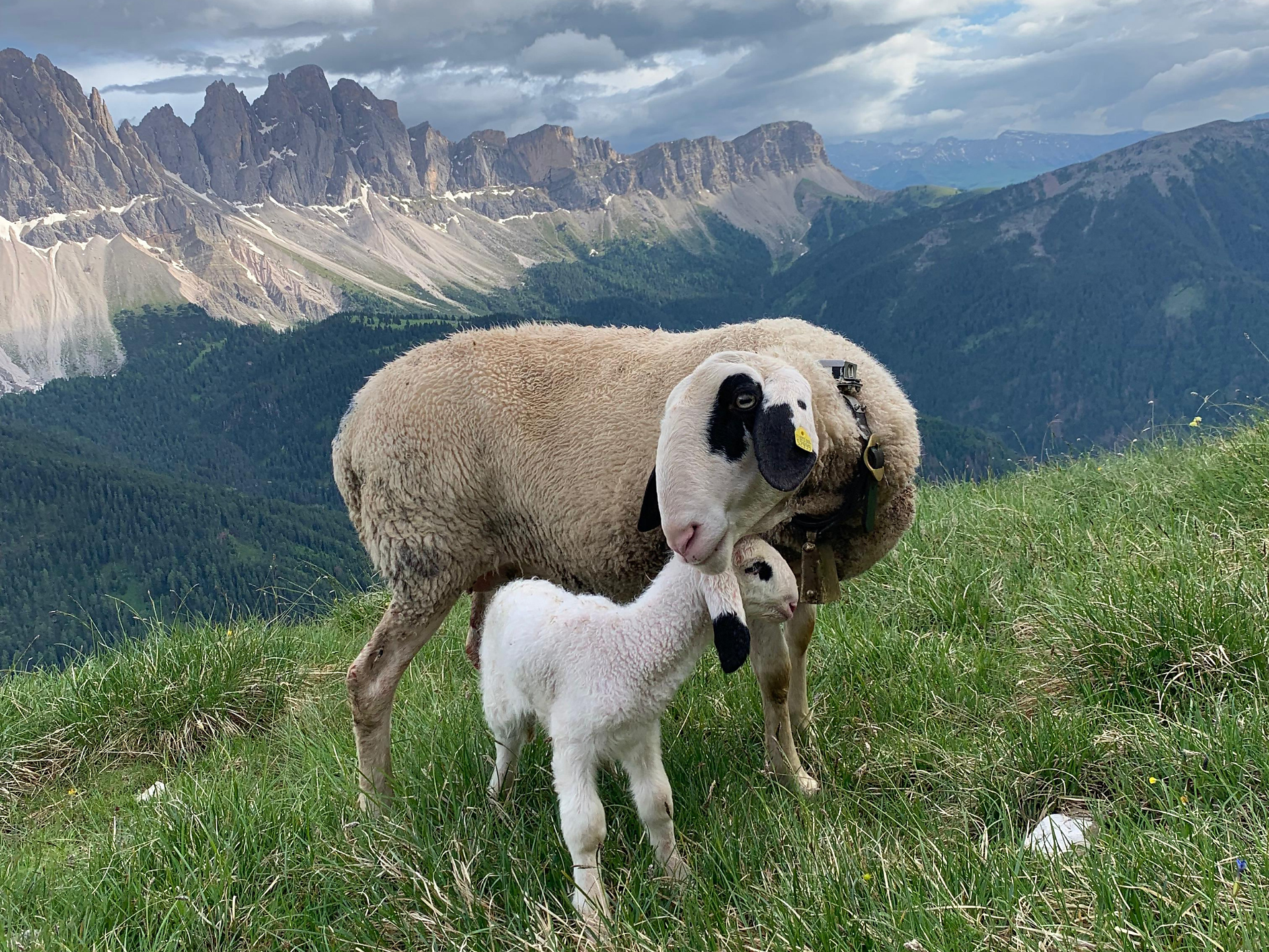 A Conversation with the Shepherd: Between the Wolf and the Pasture - Dolomites Region Lüsen Villnöss - #2 - suedtirol.info