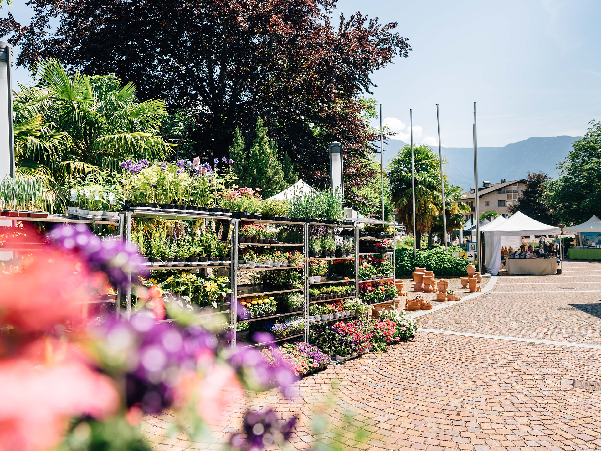 Gartenflair Musik mit Michael Aster - Meran und Umgebung - #2 - suedtirol.info
