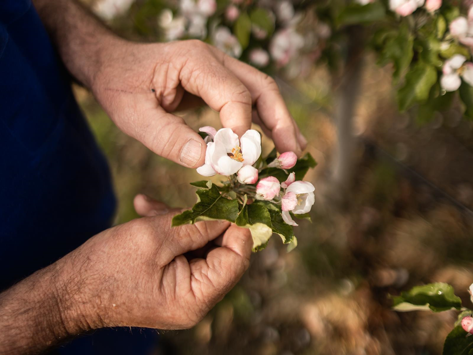 Escursione guidata nei meleti - Bressanone e dintorni - #3 - suedtirol.info