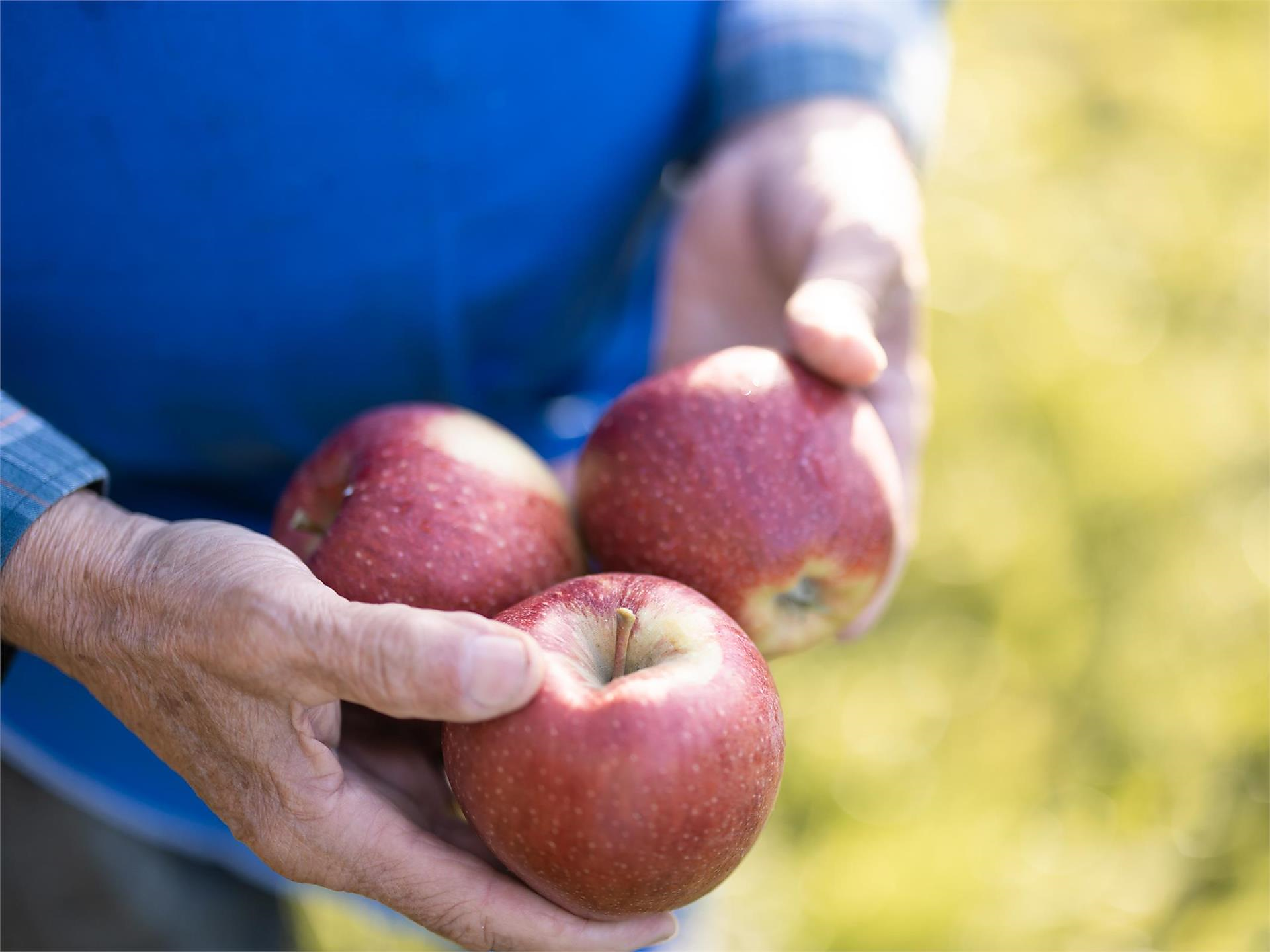 Escursione guidata nei meleti - Bressanone e dintorni - #1 - suedtirol.info