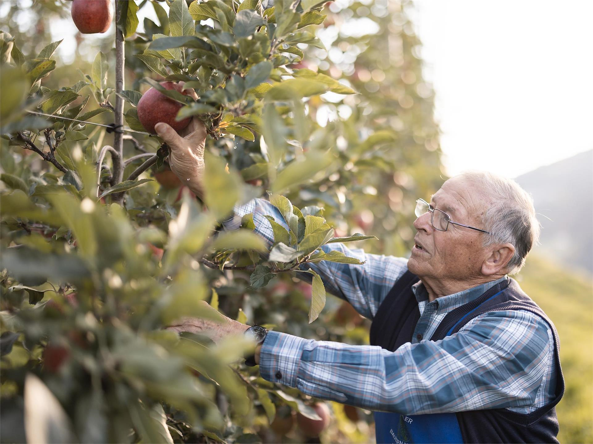 Escursione guidata nei meleti - Bressanone e dintorni - #2 - suedtirol.info