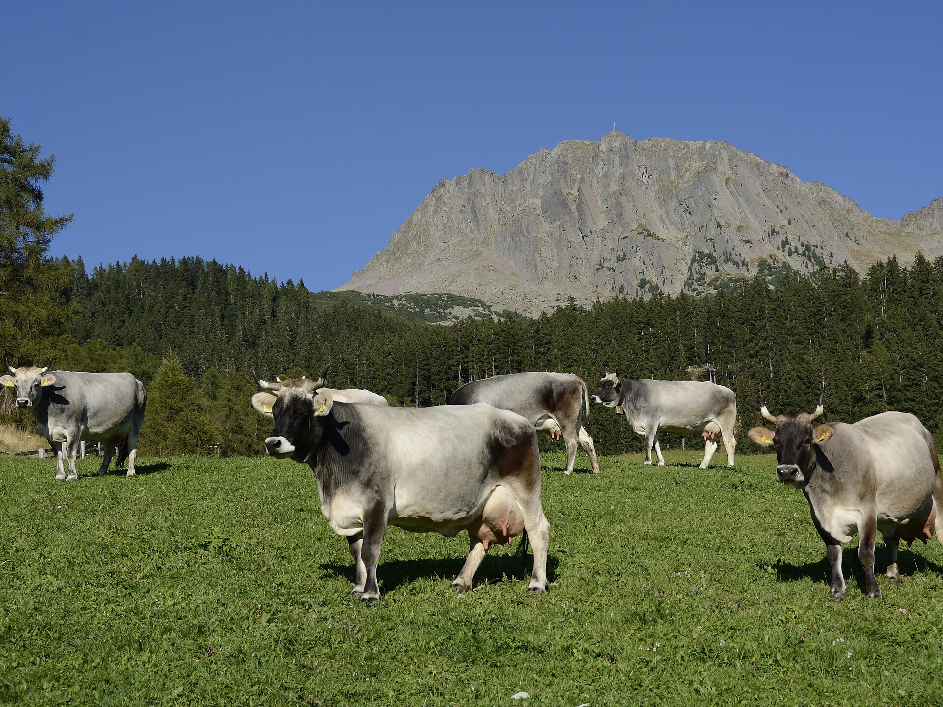 Grauvieh Zuchtrinderschau Sarntal - Bozen und Umgebung - #1 - suedtirol.info