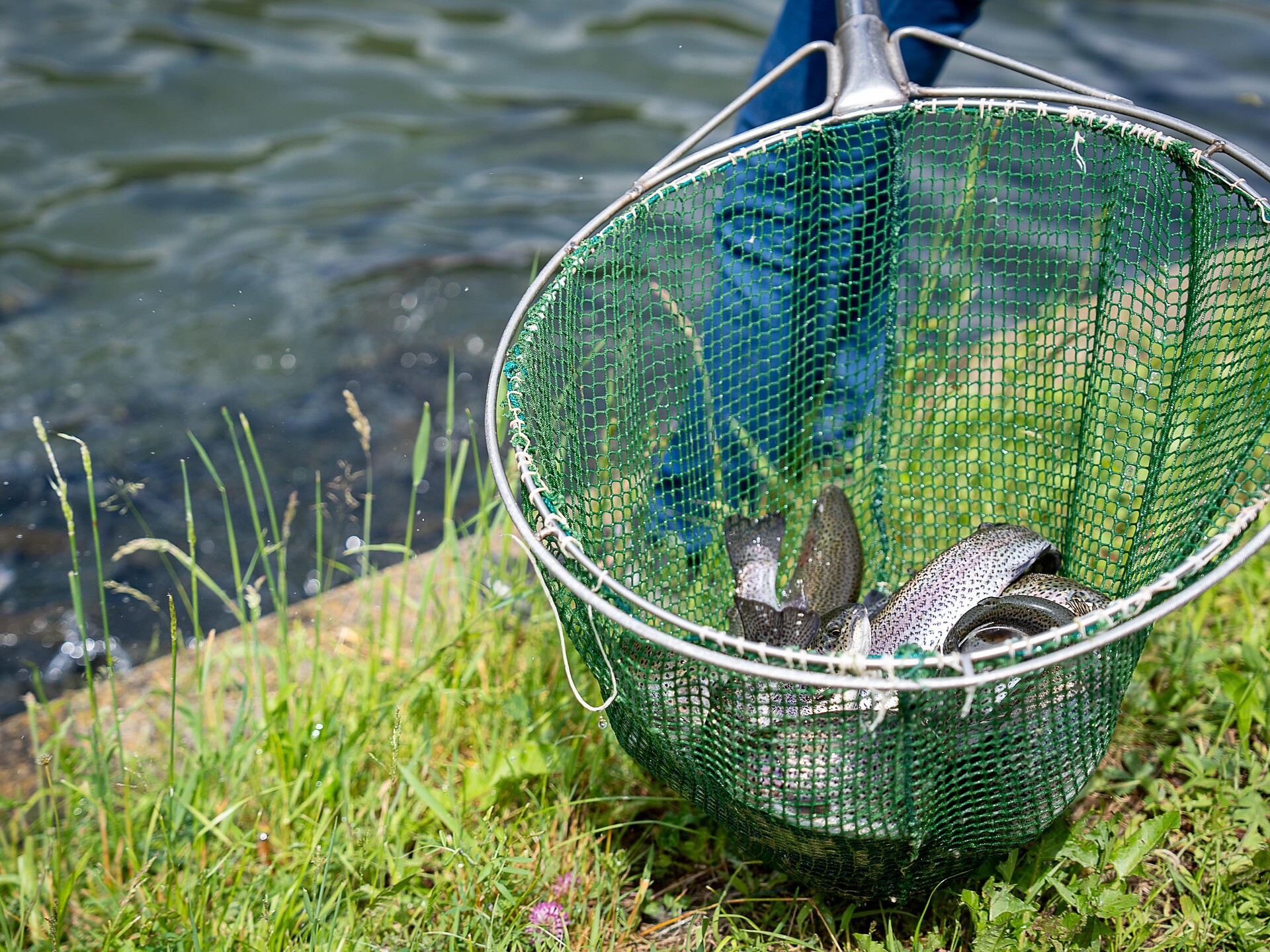 Delight from the Water (Psairer Langis) - Meran/Merano and environs - #2 - suedtirol.info