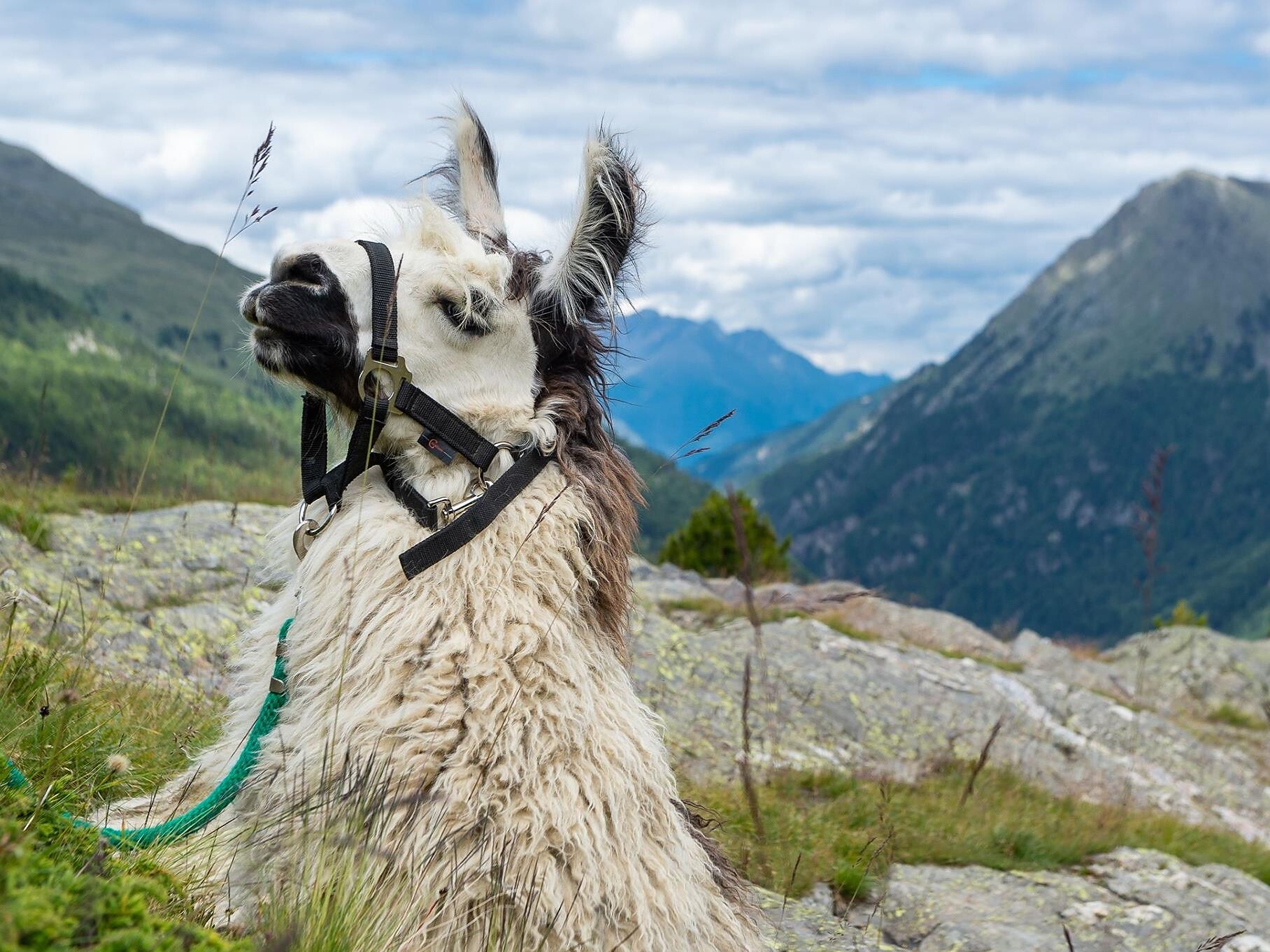 Guide the Lama - Trekking per un giorno intero - per escursionisti esperti - Val Venosta - #1 - suedtirol.info