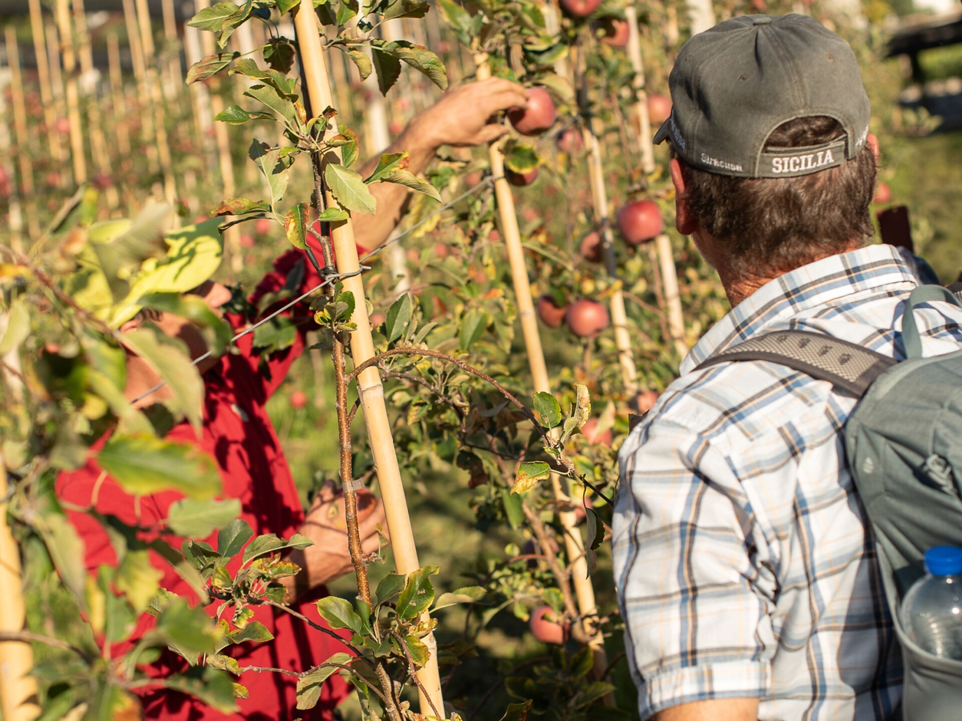 Golden, Gala, Granny - Walk through the orchards and taste the apples - Meran/Merano and environs - #3 - suedtirol.info