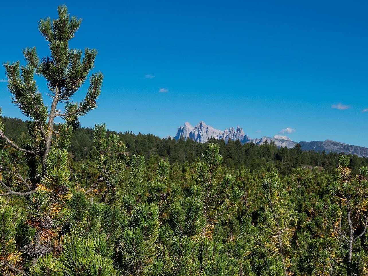 Passeggiata guidata con vista a 360° sull'Alpe di Villandro Villandro 3 suedtirol.info