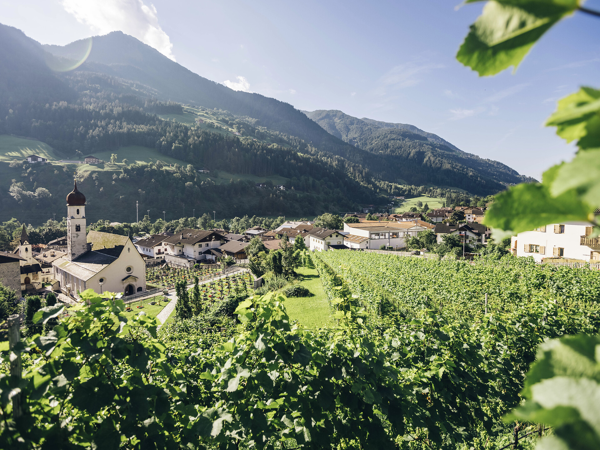 Get to know the wines of the winery Passir - Meran/Merano and environs - #2 - suedtirol.info