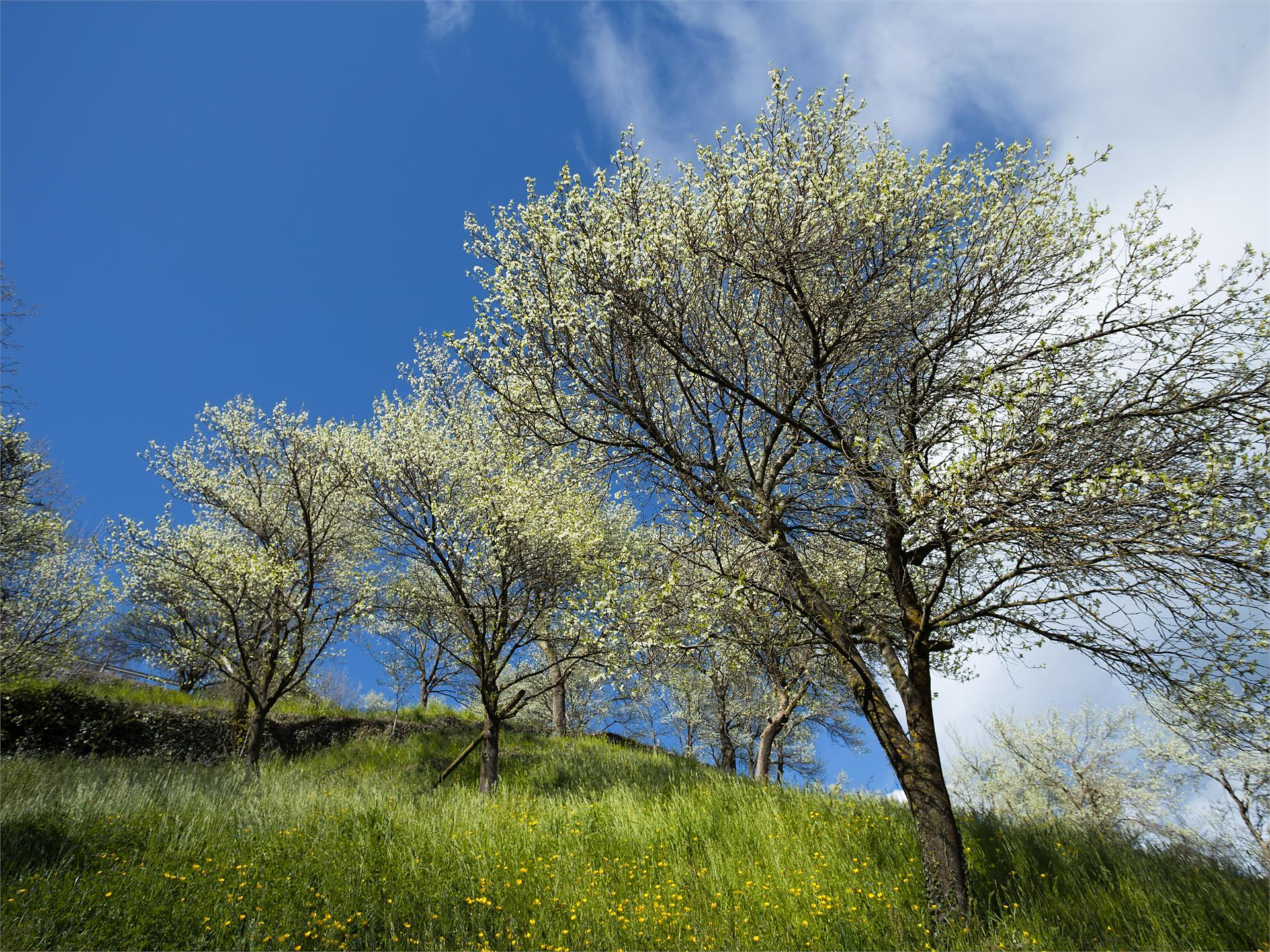 Geführte Zwetschkenblütenwanderung in Barbian mit Einkehr beim Oberweger - Brixen und Umgebung - #3 - suedtirol.info