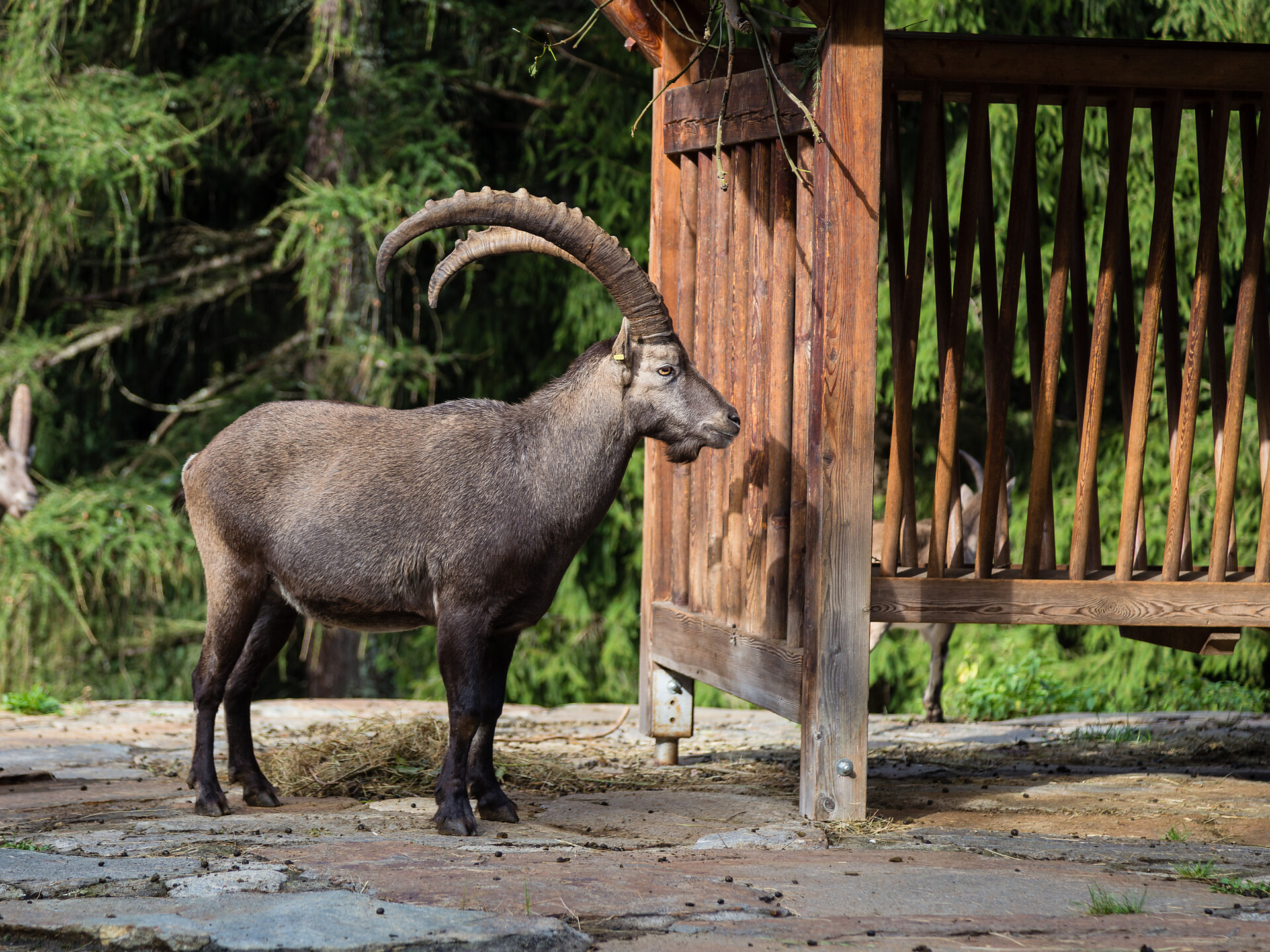 Guided ibex feeding with a visit to the Bunker Mooseum - Meran/Merano and environs - #1 - suedtirol.info