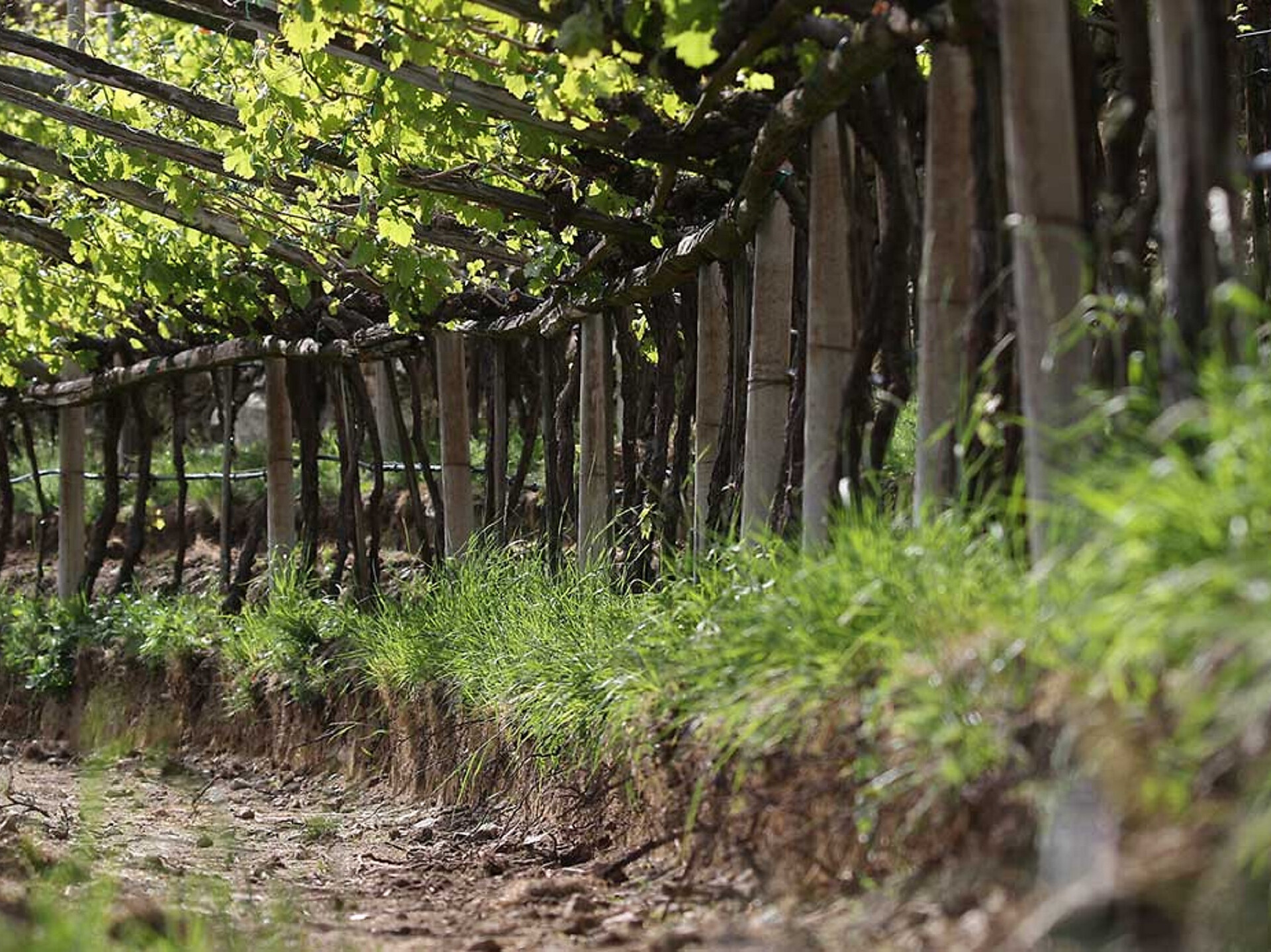 Autunno gourmet: Via Vinum Venostis - Viticoltura a Colsano: Tenuta Lehengut - Val Venosta - #2 - suedtirol.info
