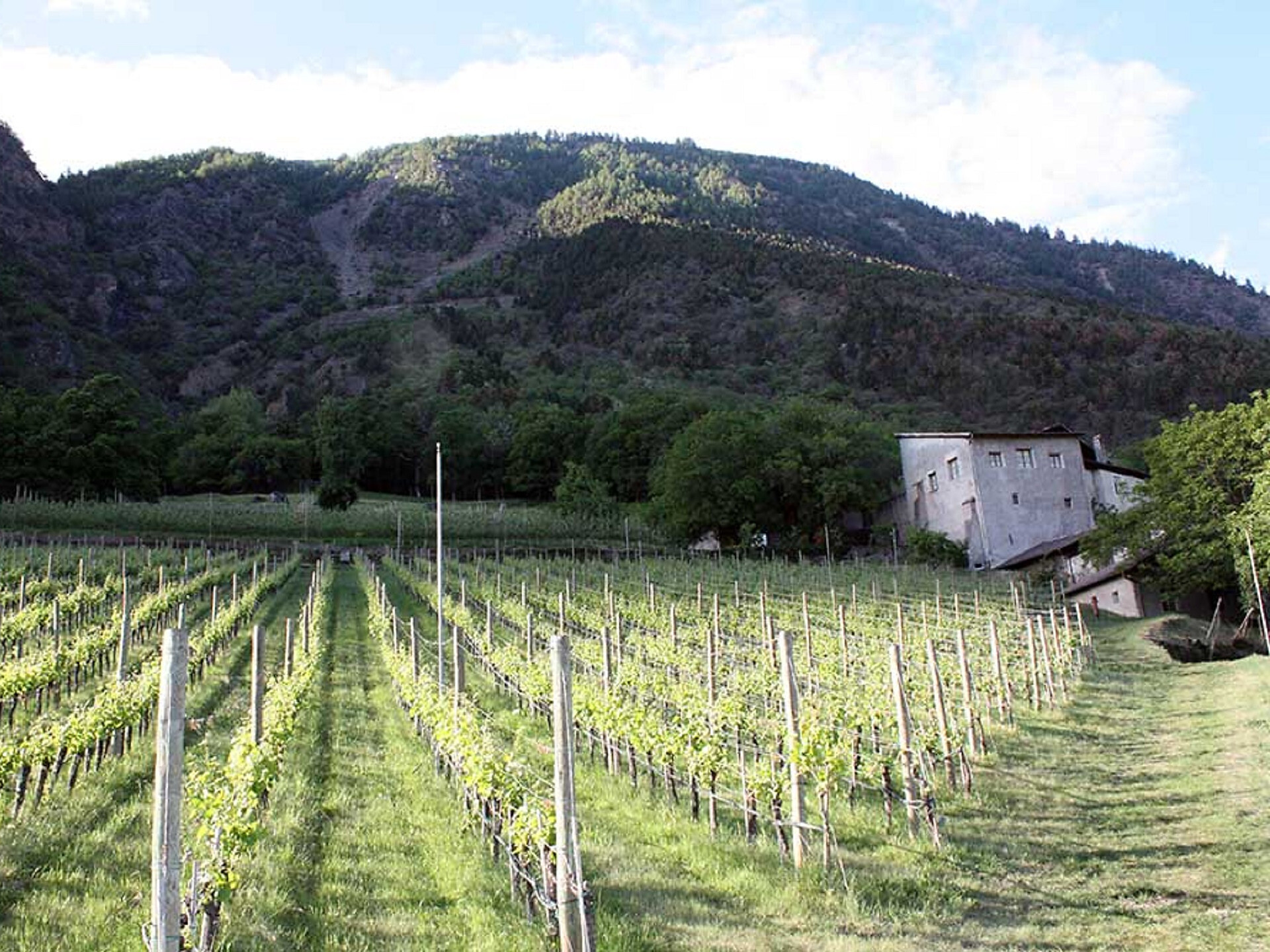 Autunno gourmet: Via Vinum Venostis - Viticoltura a Colsano: Tenuta Lehengut - Val Venosta - #3 - suedtirol.info