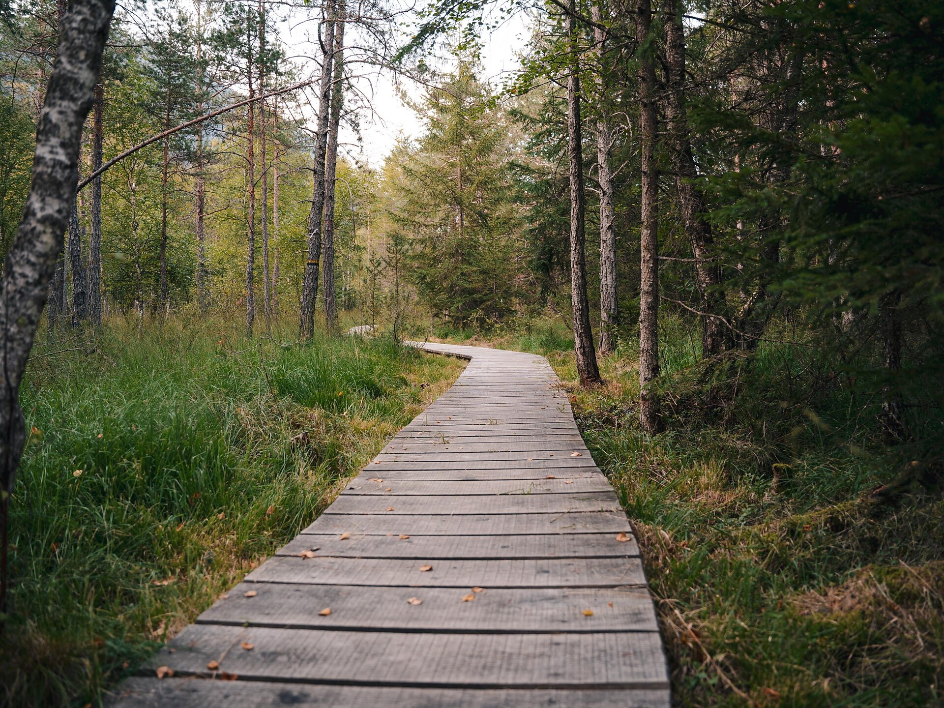 Genusswanderung mit Gilbert: Naturerlebnis Rasner Möser & Dorfrunde - Dolomitenregion Kronplatz - #1 - suedtirol.info