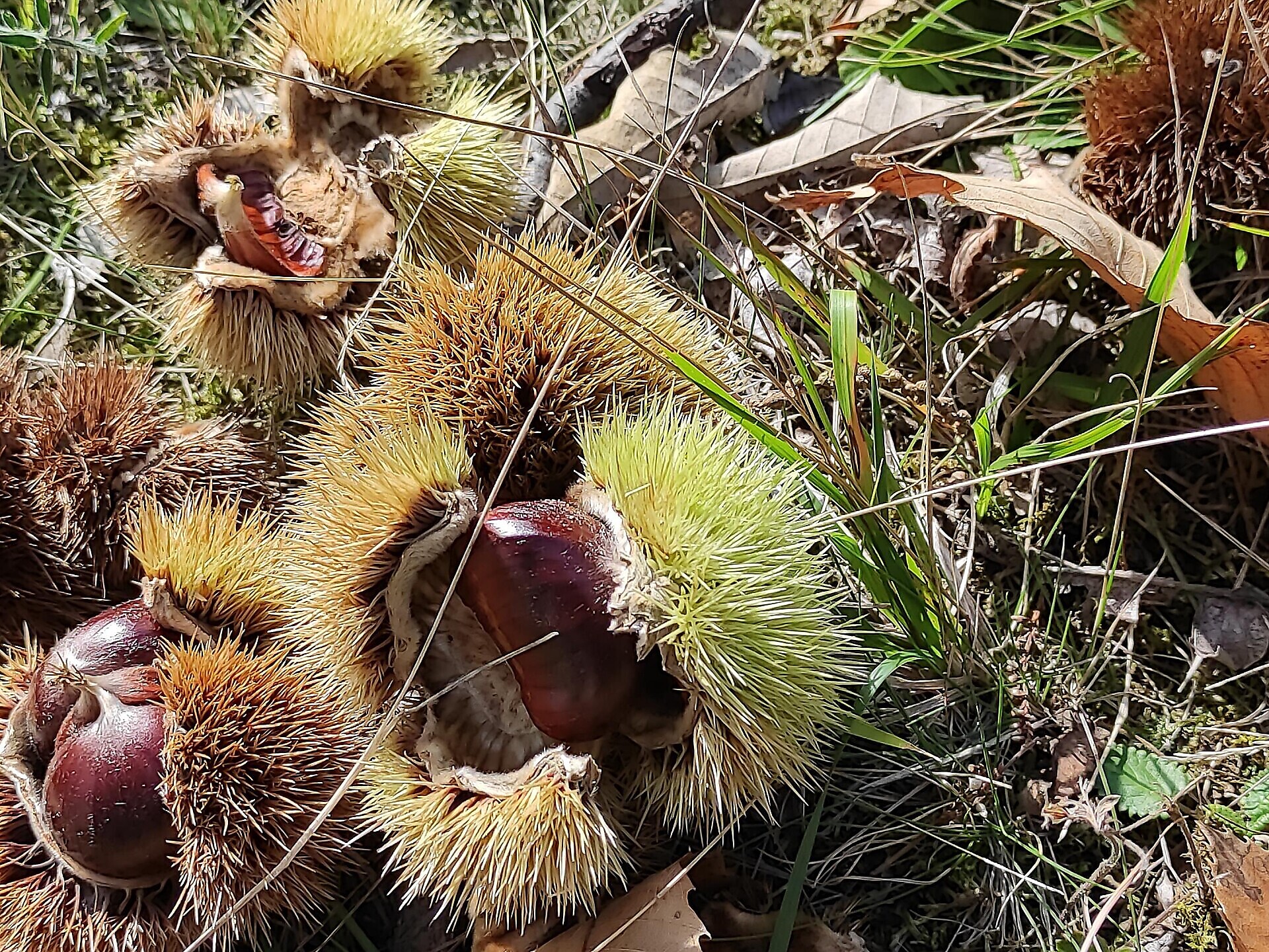 Pleasurable moments on the village square: chestnuts, wine & more! - Alto Adige Wine Road - #1 - suedtirol.info