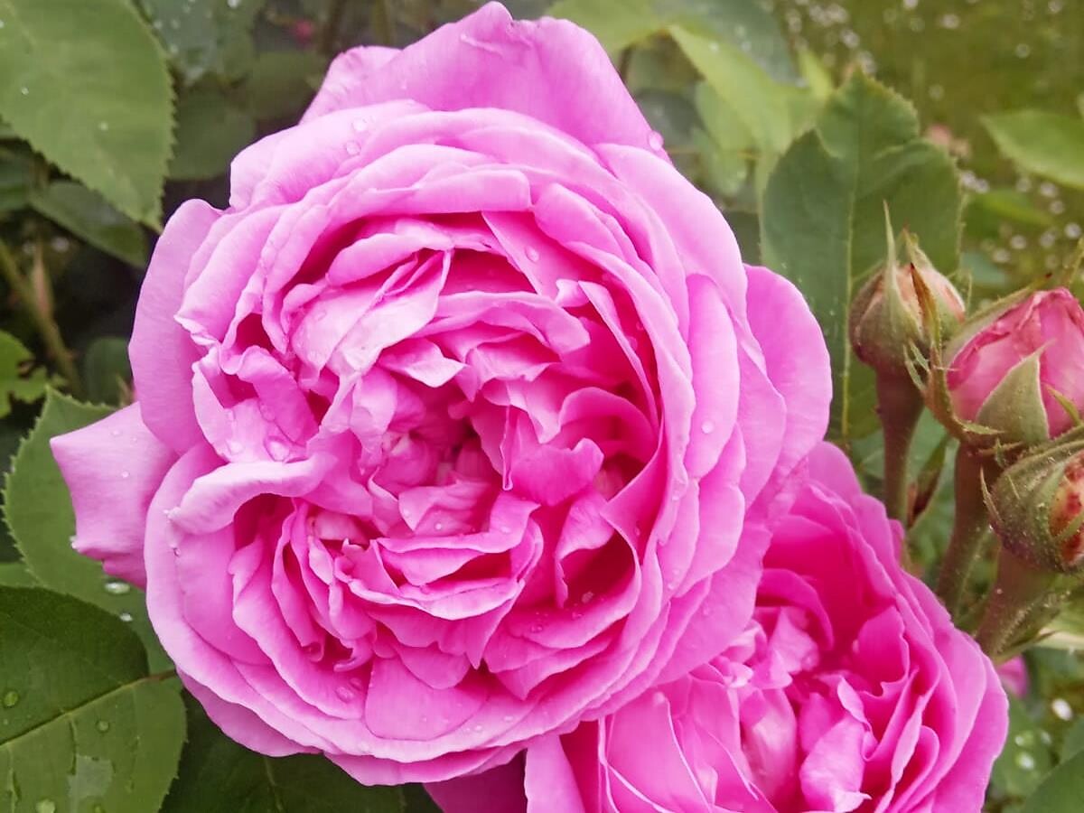 The gardens of Andrian & Terlan 2026 - Alto Adige Wine Road - #1 - suedtirol.info