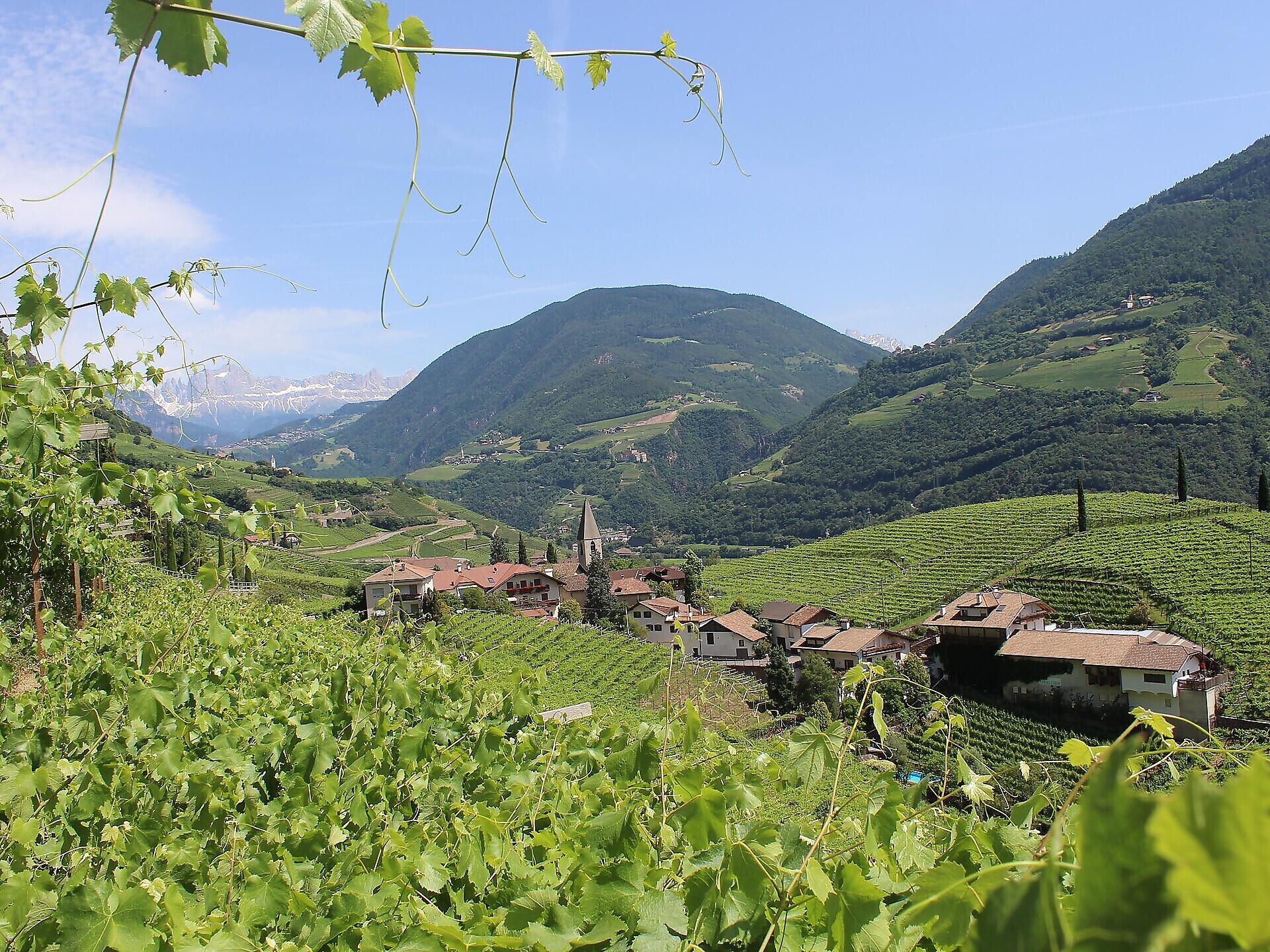 guided tour with wine tasting - Eberlehof winery - Bolzano/Bozen and environs - #1 - suedtirol.info