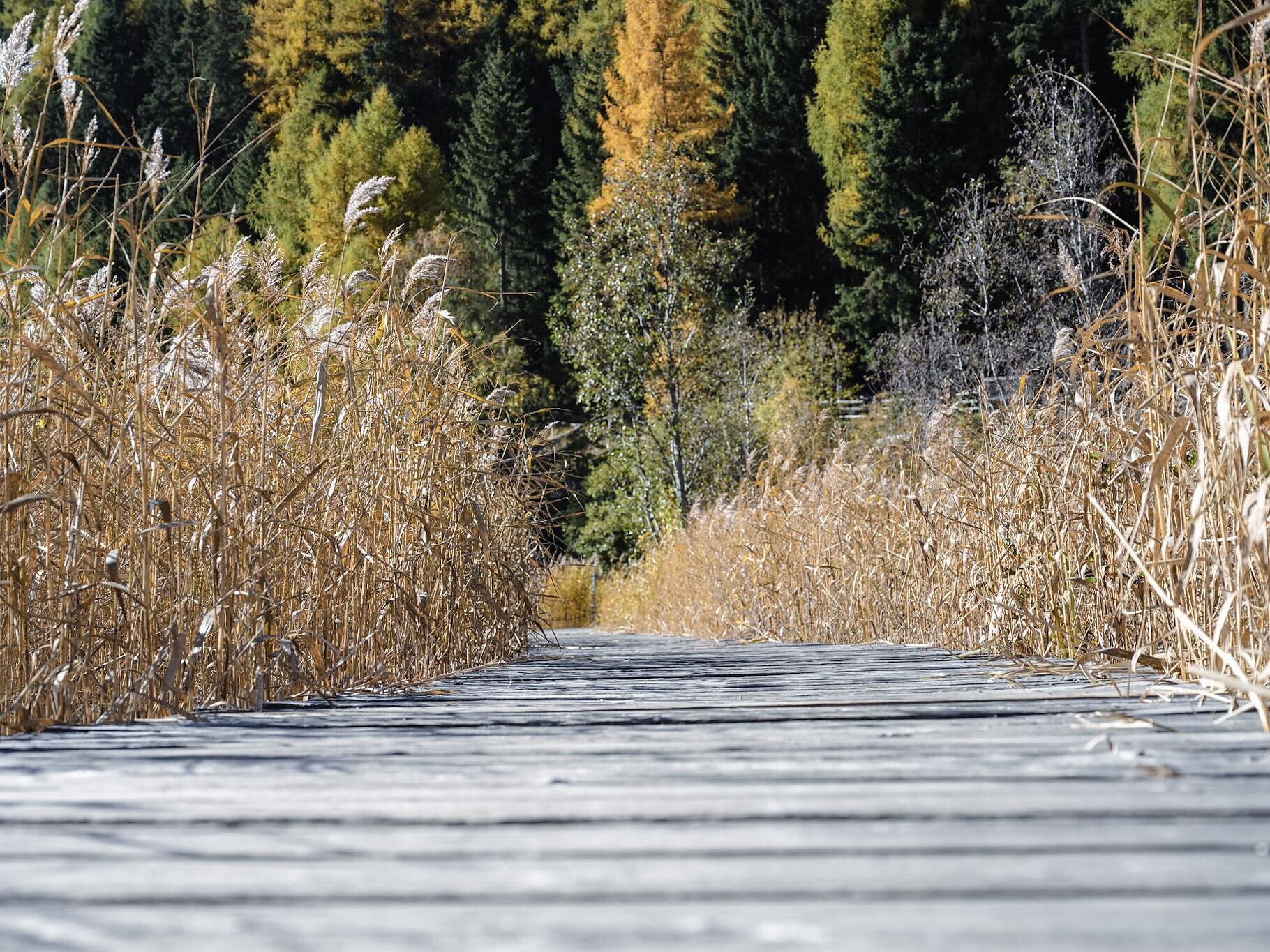 Geführte Flora & Faunawanderung - Ein Streifzug durch die Artenvielfalt Graun im Vinschgau 2 suedtirol.info