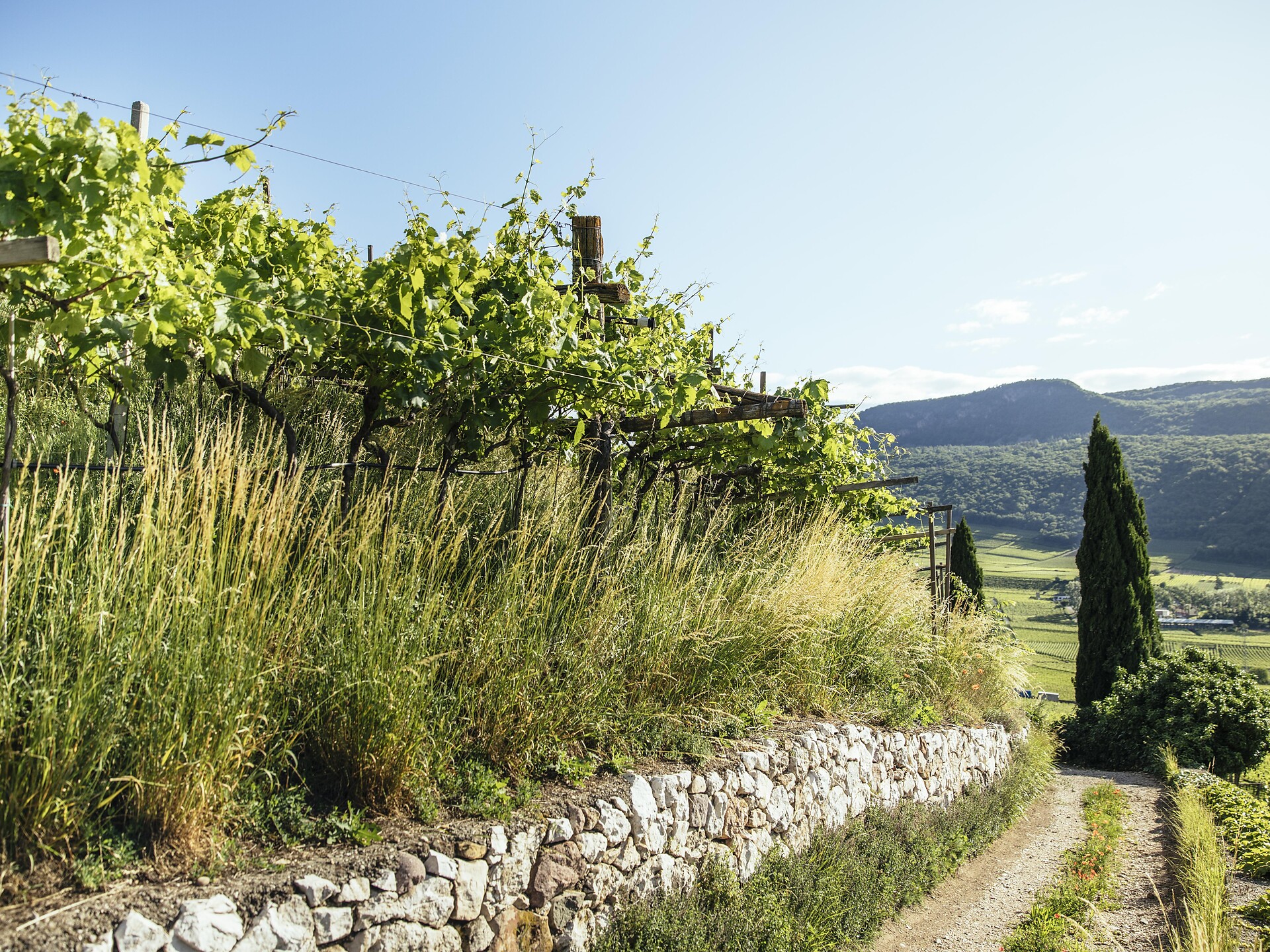 Genussradtour für Sportler | Marlinger Höhenweg - Meran und Umgebung - #2 - suedtirol.info