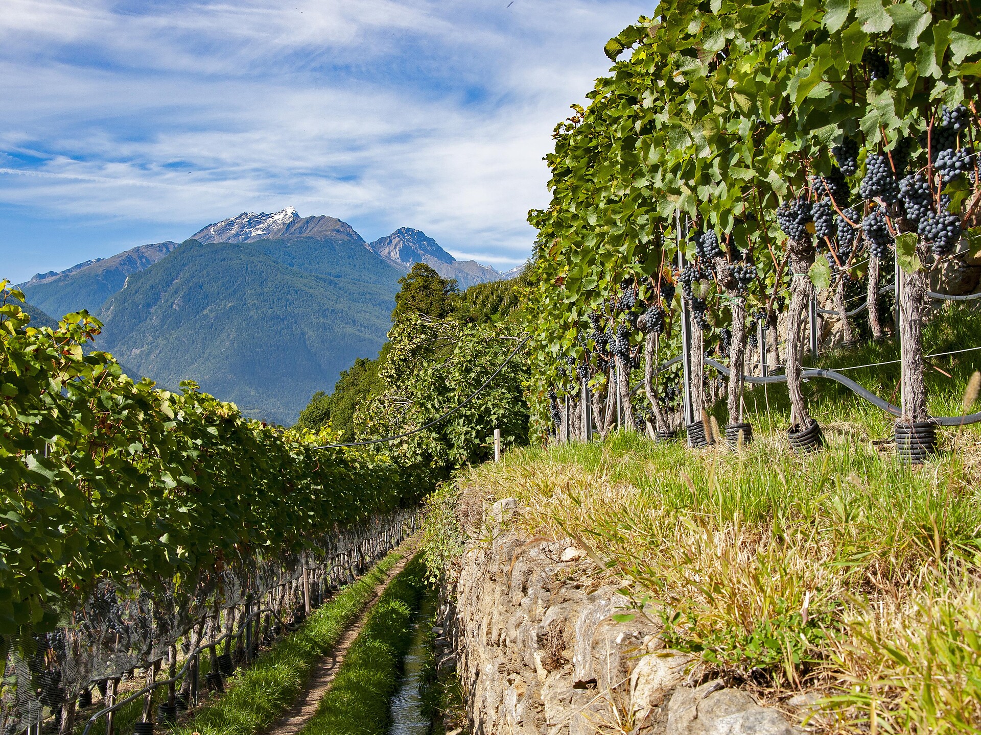 Escursione e degustazione di vini biologici nel vigneto della cantina "Lehengut" - Val Venosta - #2 - suedtirol.info