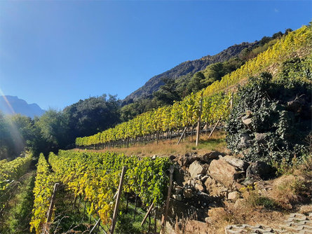 Escursione e degustazione di vini biologici nel vigneto della cantina "Lehengut" Castelbello-Ciardes 1 suedtirol.info