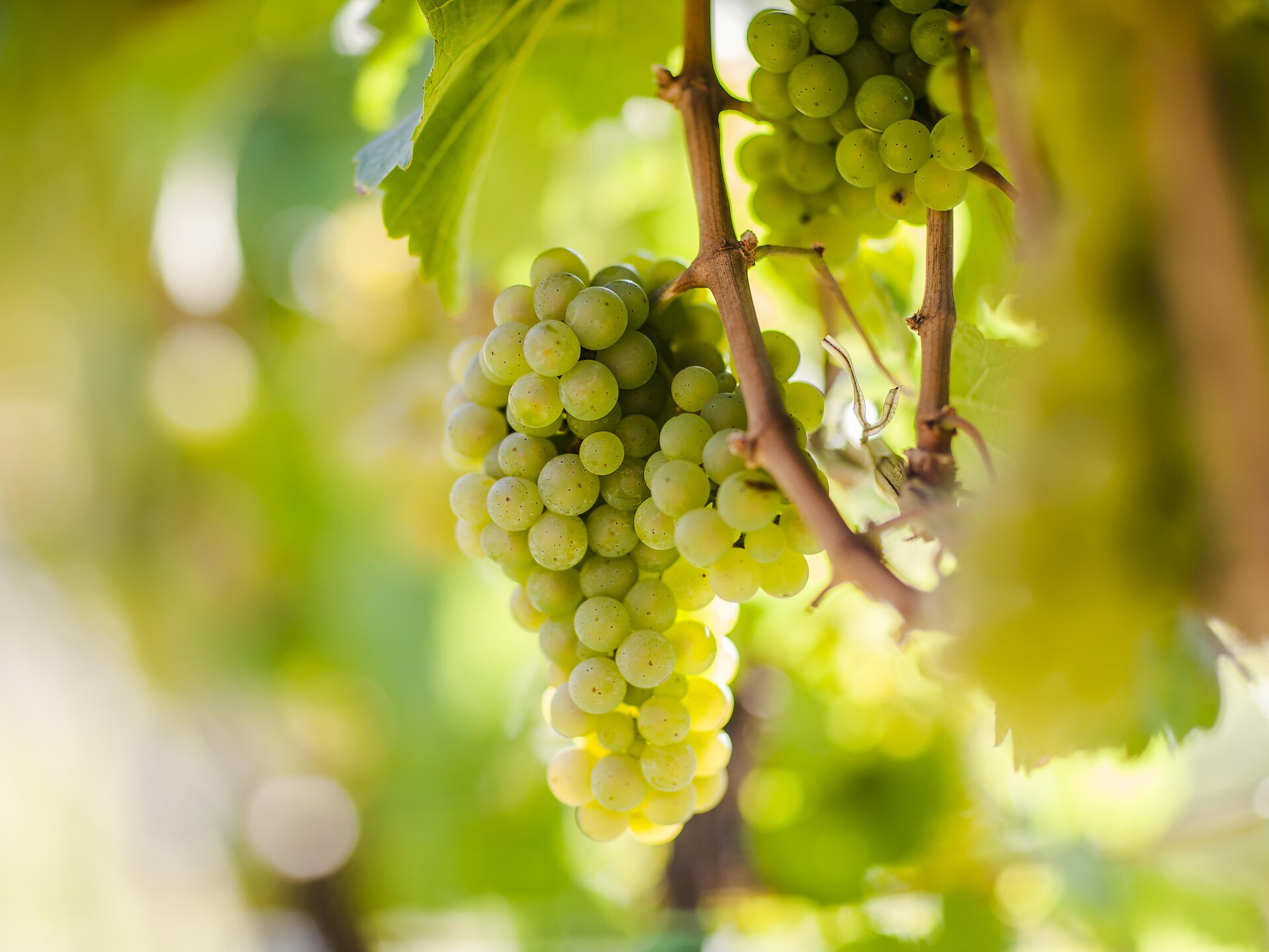 Escursione e degustazione di vini biologici nel vigneto della cantina "Lehengut" - Val Venosta - #1 - suedtirol.info