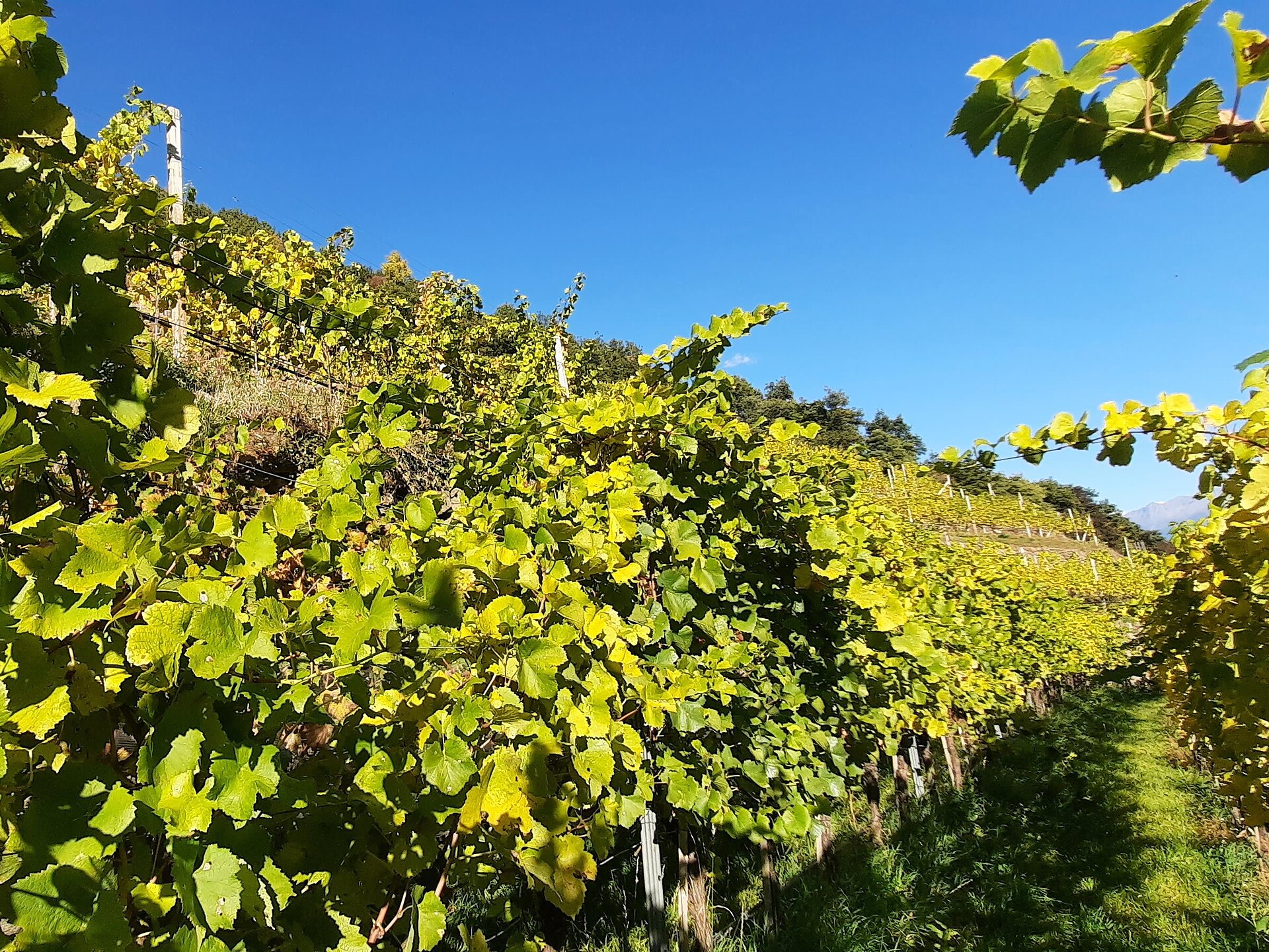 Escursione e degustazione di vini biologici nel vigneto della cantina "Lehengut" - Val Venosta - #3 - suedtirol.info