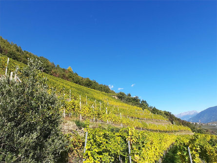 Escursione e degustazione di vini biologici nel vigneto della cantina "Lehengut" Castelbello-Ciardes 3 suedtirol.info