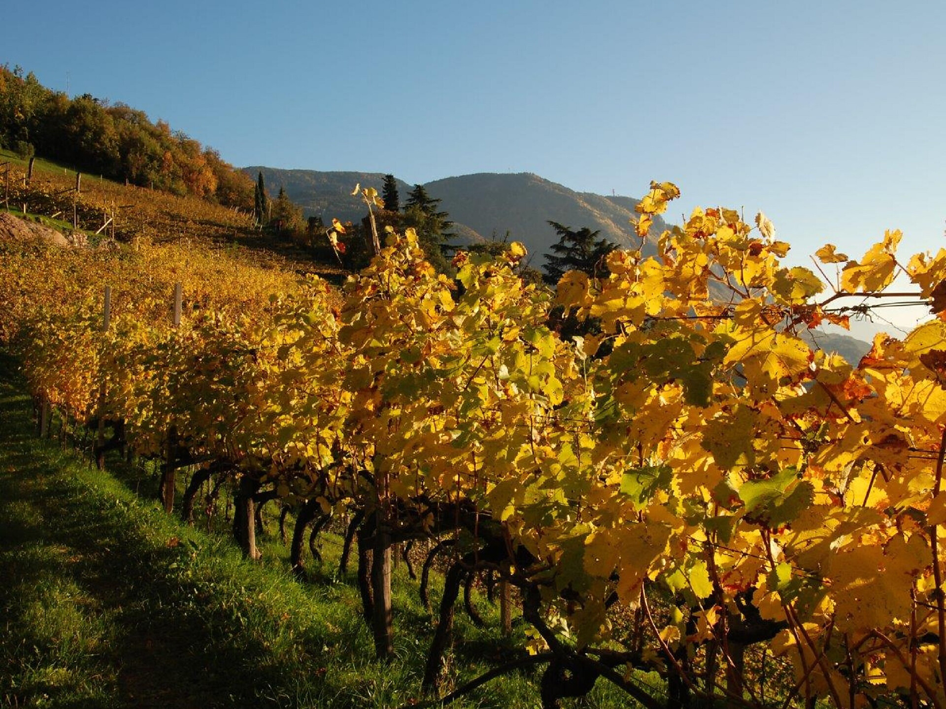 Gourmetherbst: Abendverkostung mit dem Weingut Messnerhof - Meran und Umgebung - #1 - suedtirol.info