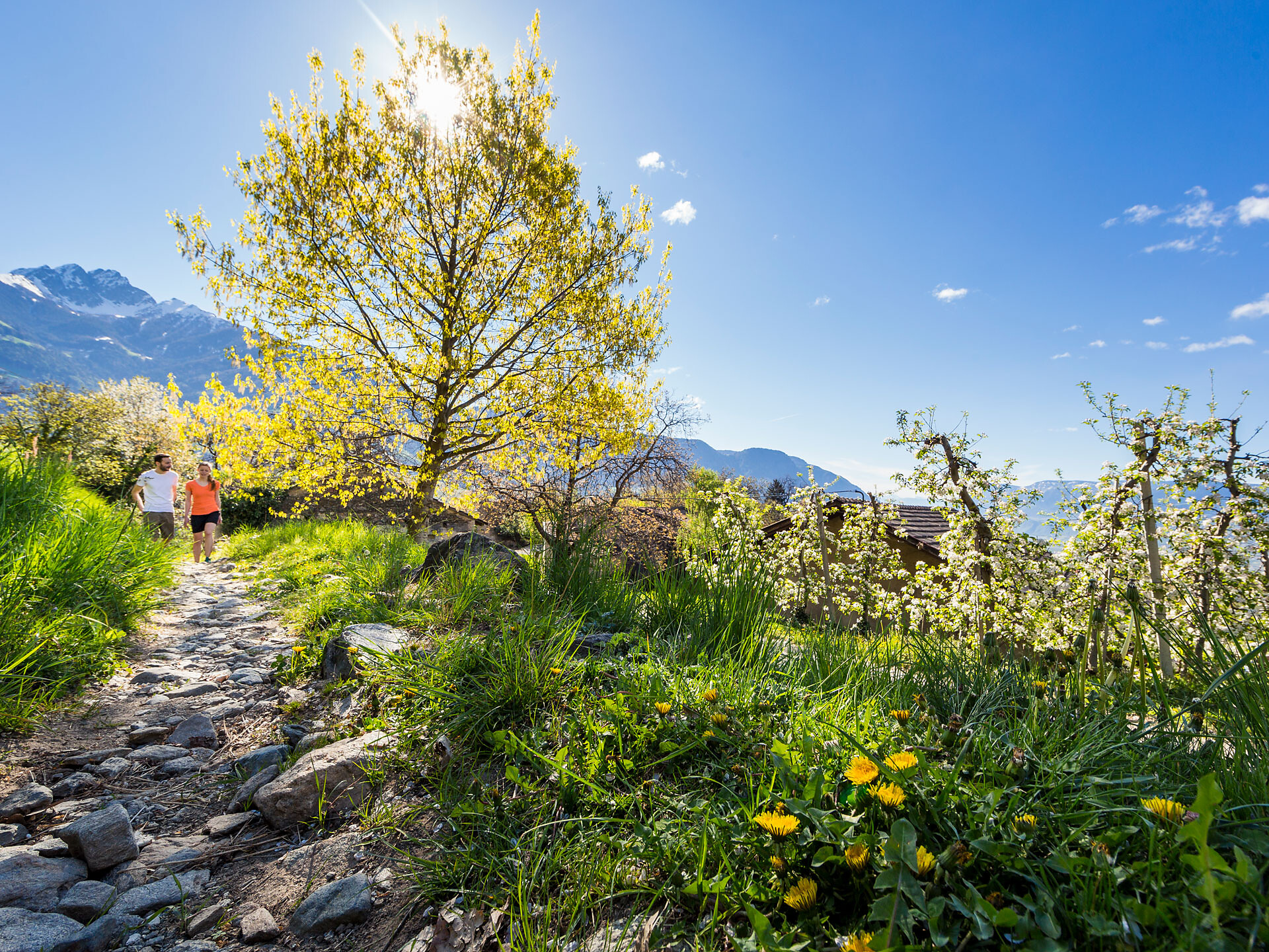 Geführte Gästewanderung: Über die Fenn Promenade zu den Erdpyramiden am Ritten - Meran und Umgebung - #1 - suedtirol.info