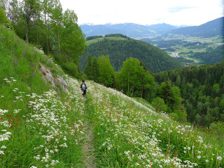 Guided sustainable hike "THE GREEN IS WONDERFUL" Kiens/Chienes 3 suedtirol.info