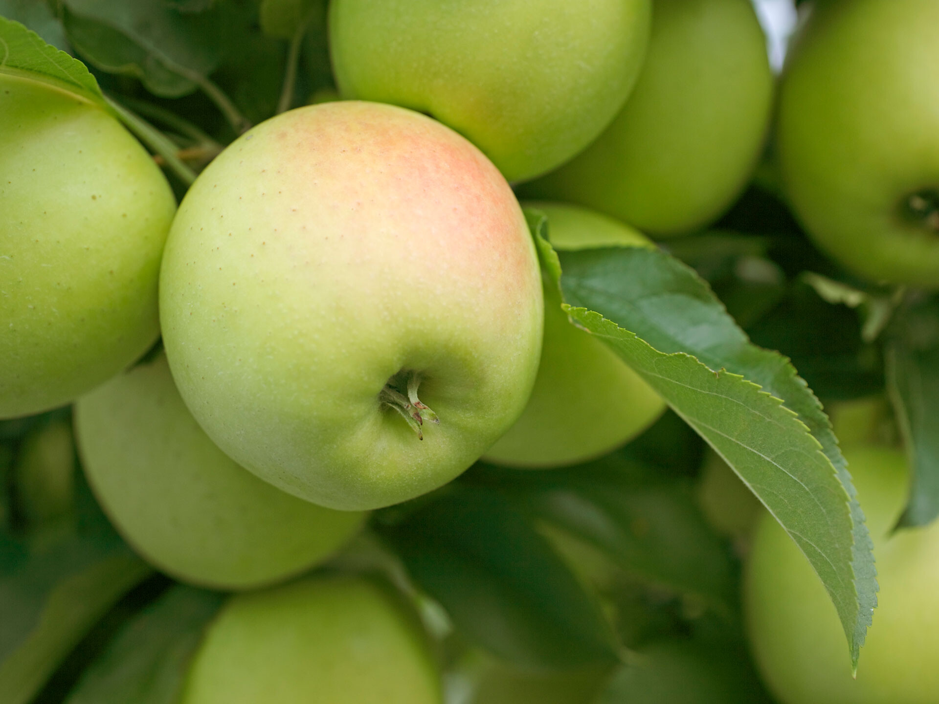 Geführte Besichtigung der Obstgenossenschaft CAFA - Meran und Umgebung - #1 - suedtirol.info