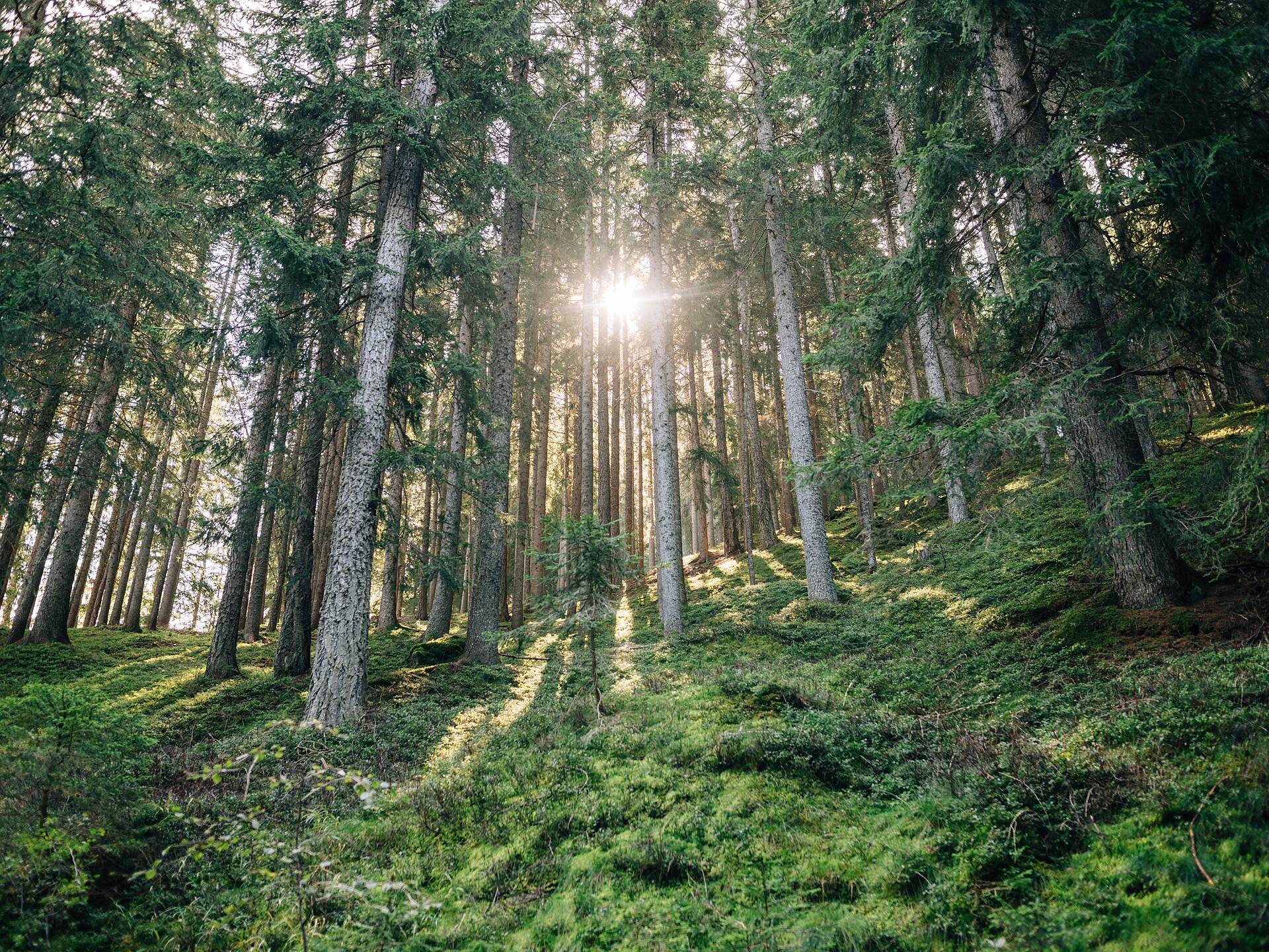 Geführte Wanderung zu den Bergbauernhöfen - Meran und Umgebung - #2 - suedtirol.info