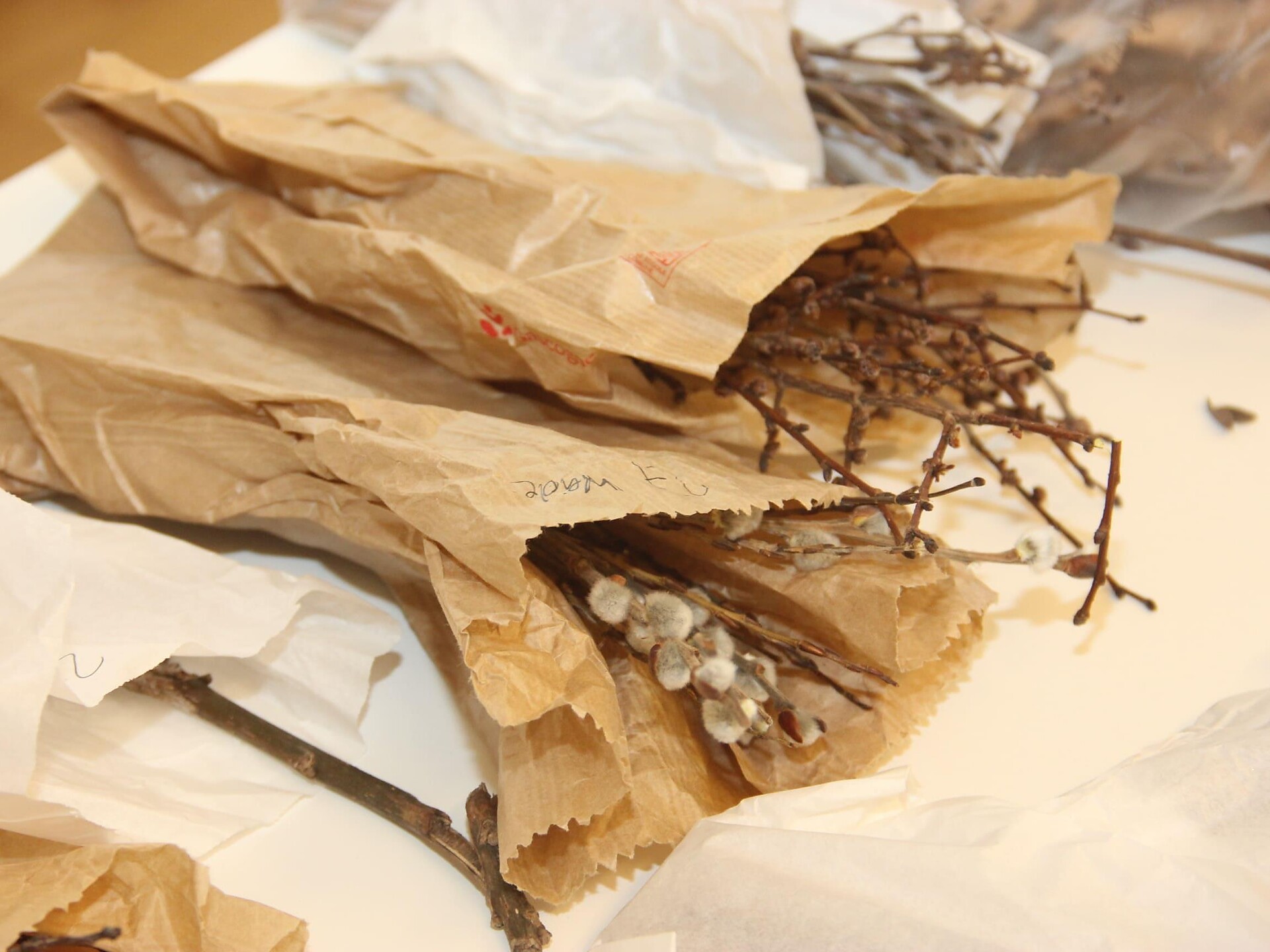 Gemmotherapie: Die Heilkraft der Pflanzenknospen - Brixen und Umgebung - #1 - suedtirol.info