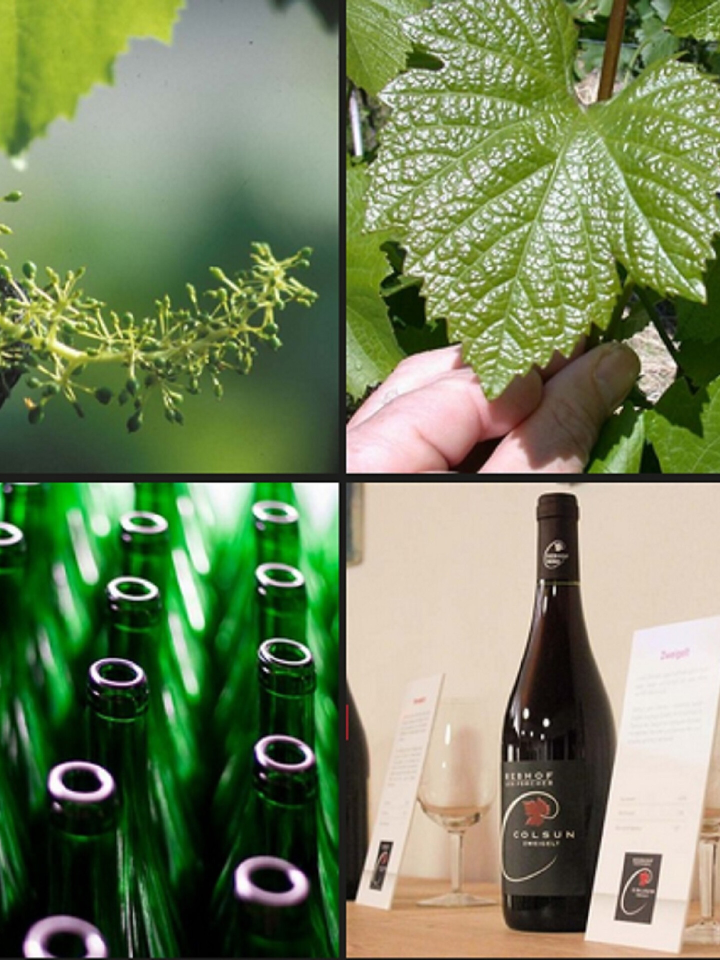 Autunno gourmet: Via Vinum Venostis - Viticoltura a Castelbello:Tenuta Rebhof - Val Venosta - #2 - suedtirol.info