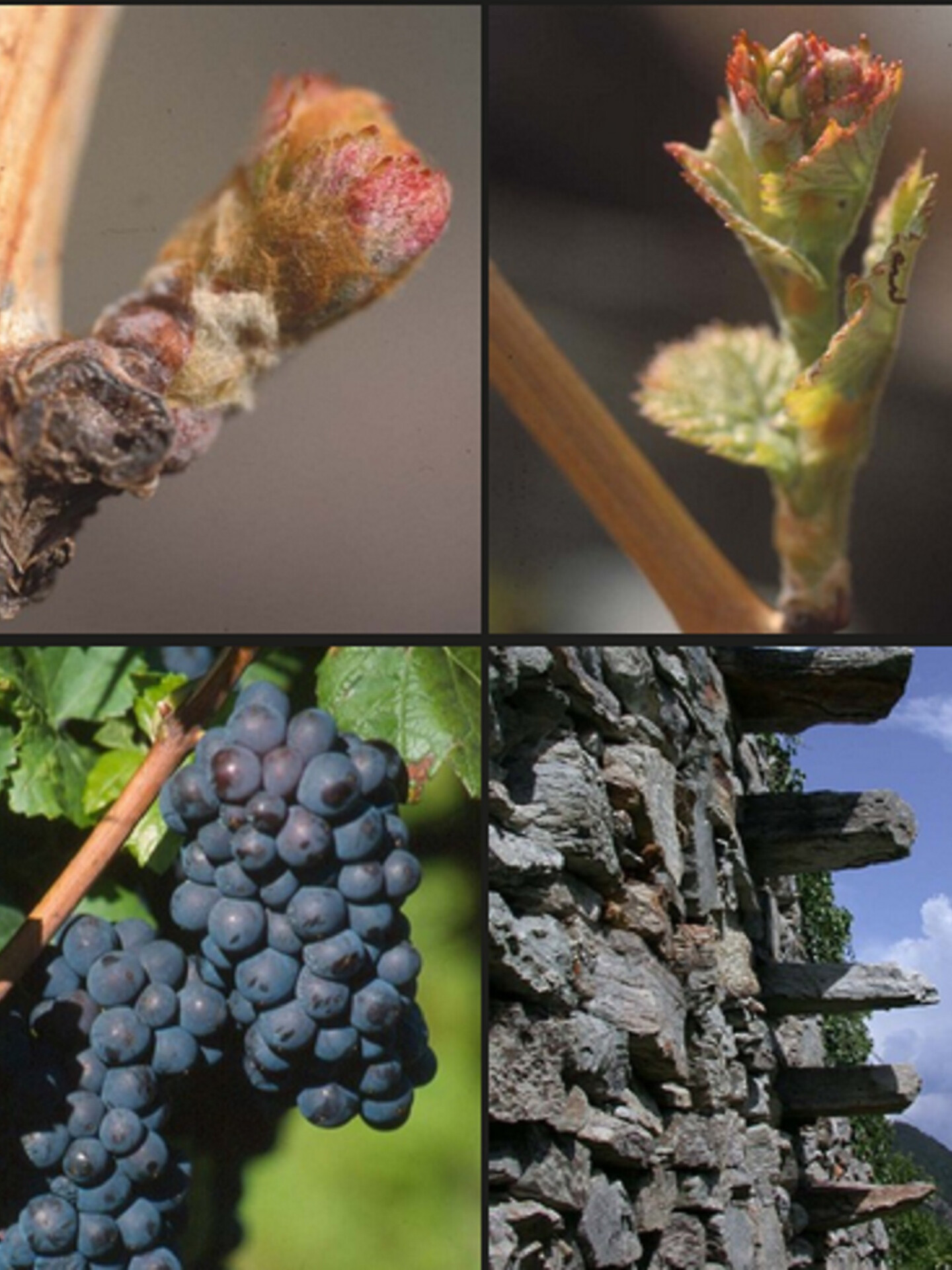 Autunno gourmet: Via Vinum Venostis - Viticoltura a Castelbello:Tenuta Rebhof - Val Venosta - #1 - suedtirol.info