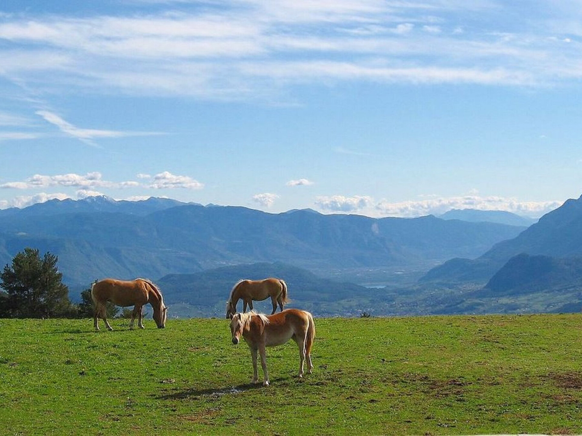 Escursione guidata "Salto-Frassineto-Tschaufen-Langfenn" - Merano e dintorni - #1 - suedtirol.info