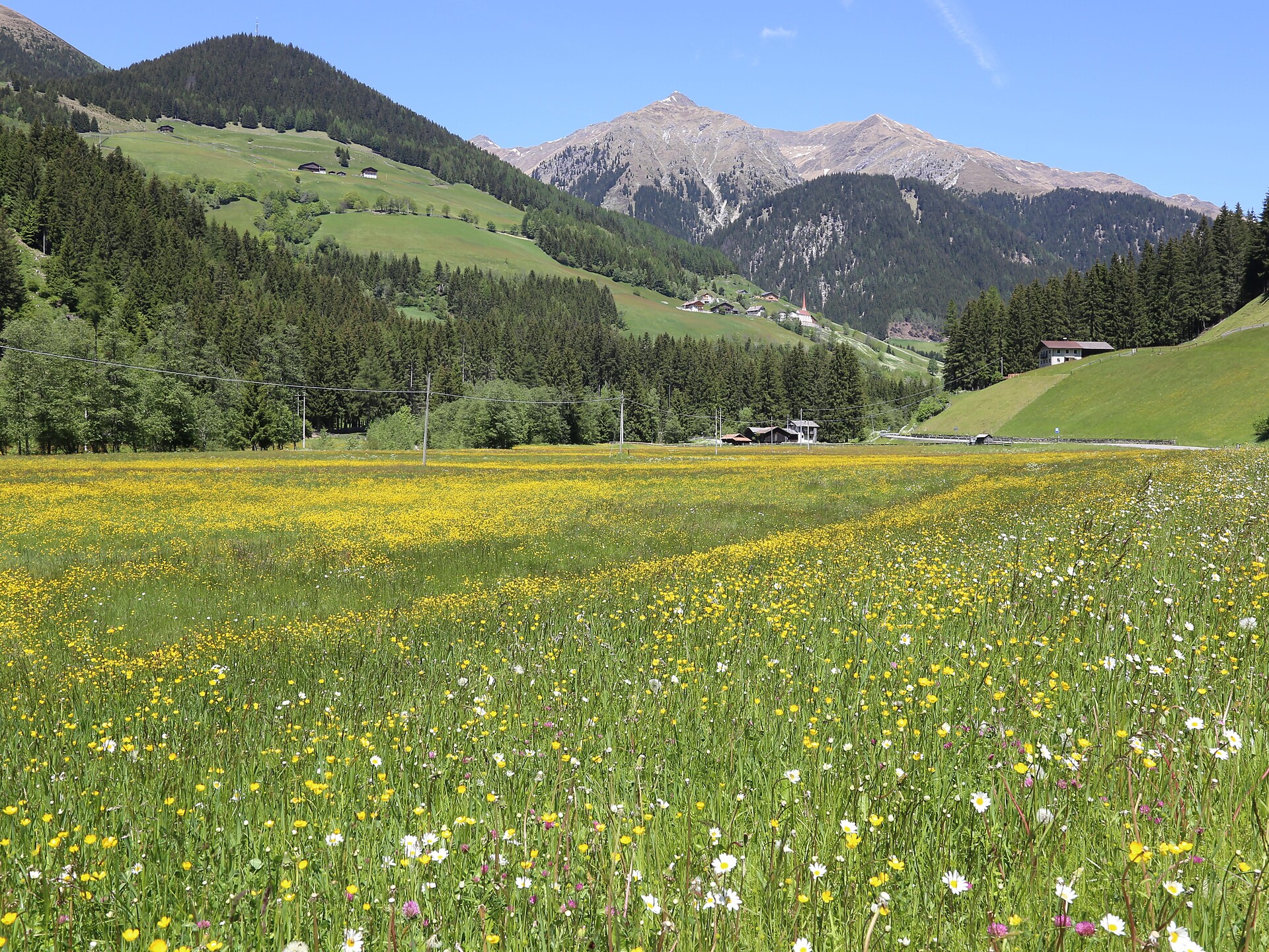 Geführte Kräuterwanderung "Die wilden (Kräuter) und ihre Kraft" - Bozen und Umgebung - #2 - suedtirol.info