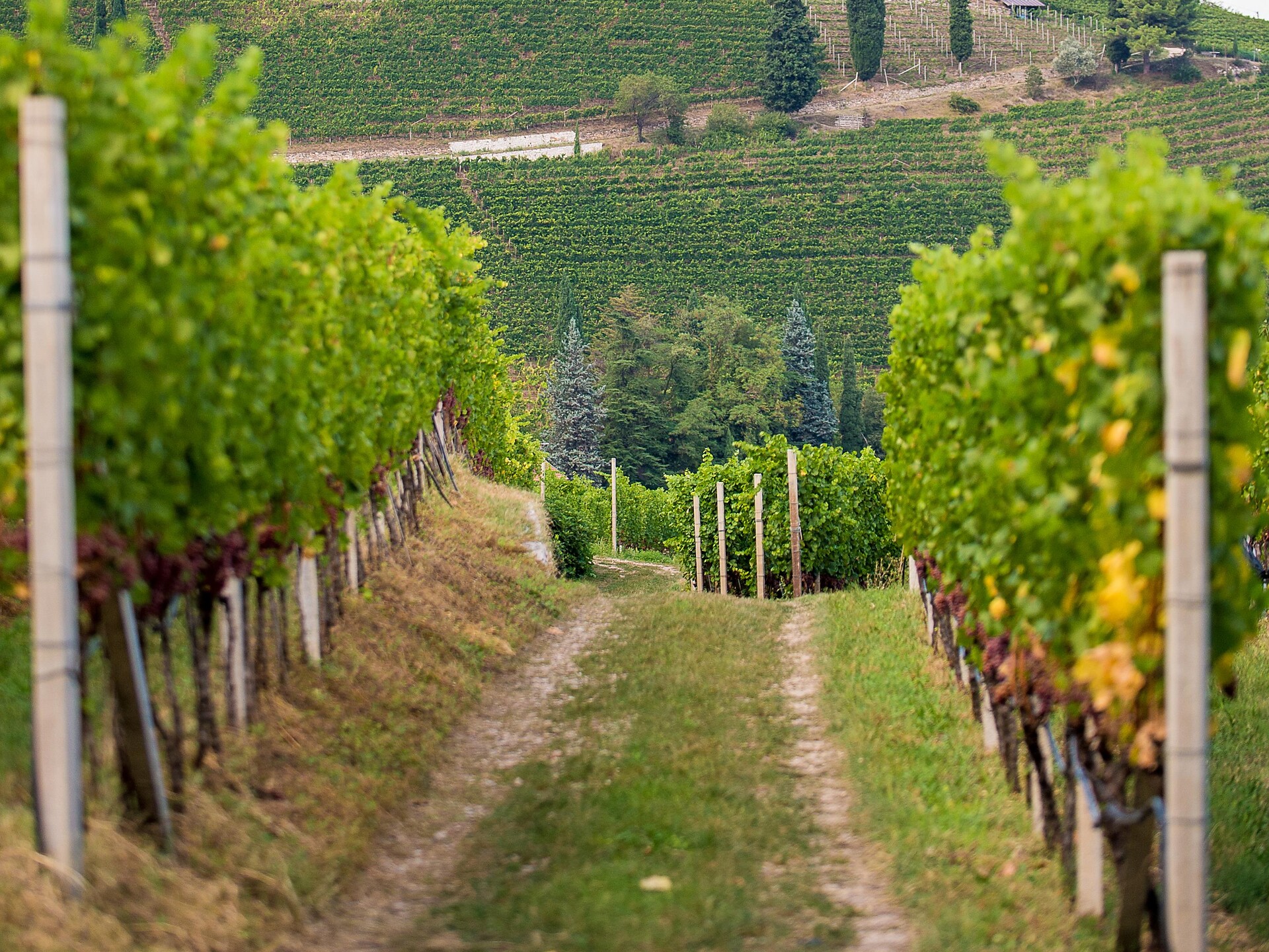 Geführte Weinwanderung "Auf den Spuren des Gewürztraminer" - Südtiroler Weinstraße - #3 - suedtirol.info