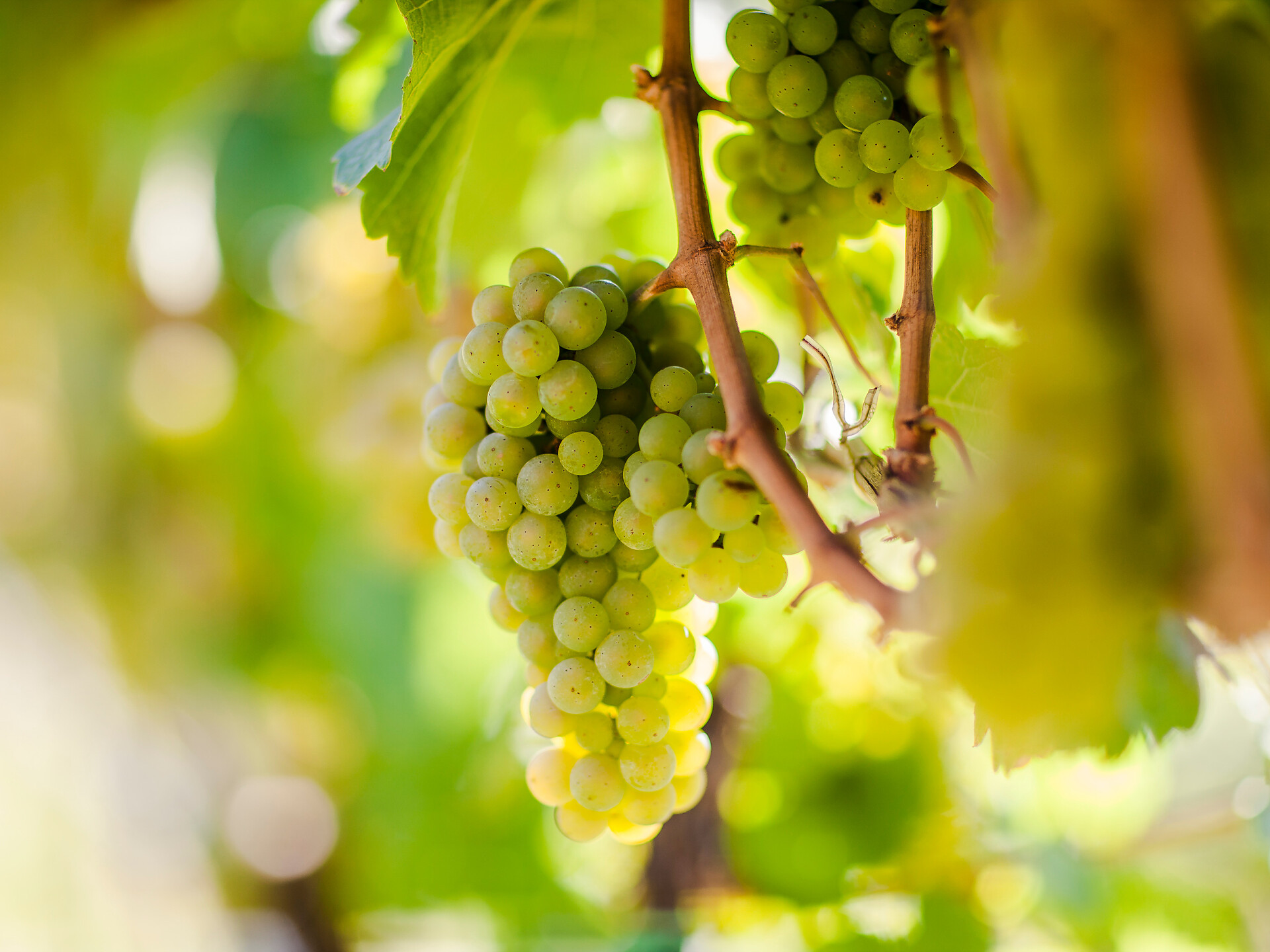 Autunno gourmet: Degustazione serale con la tenuta vinicola Abbazia di Novacello - Merano e dintorni - #3 - suedtirol.info