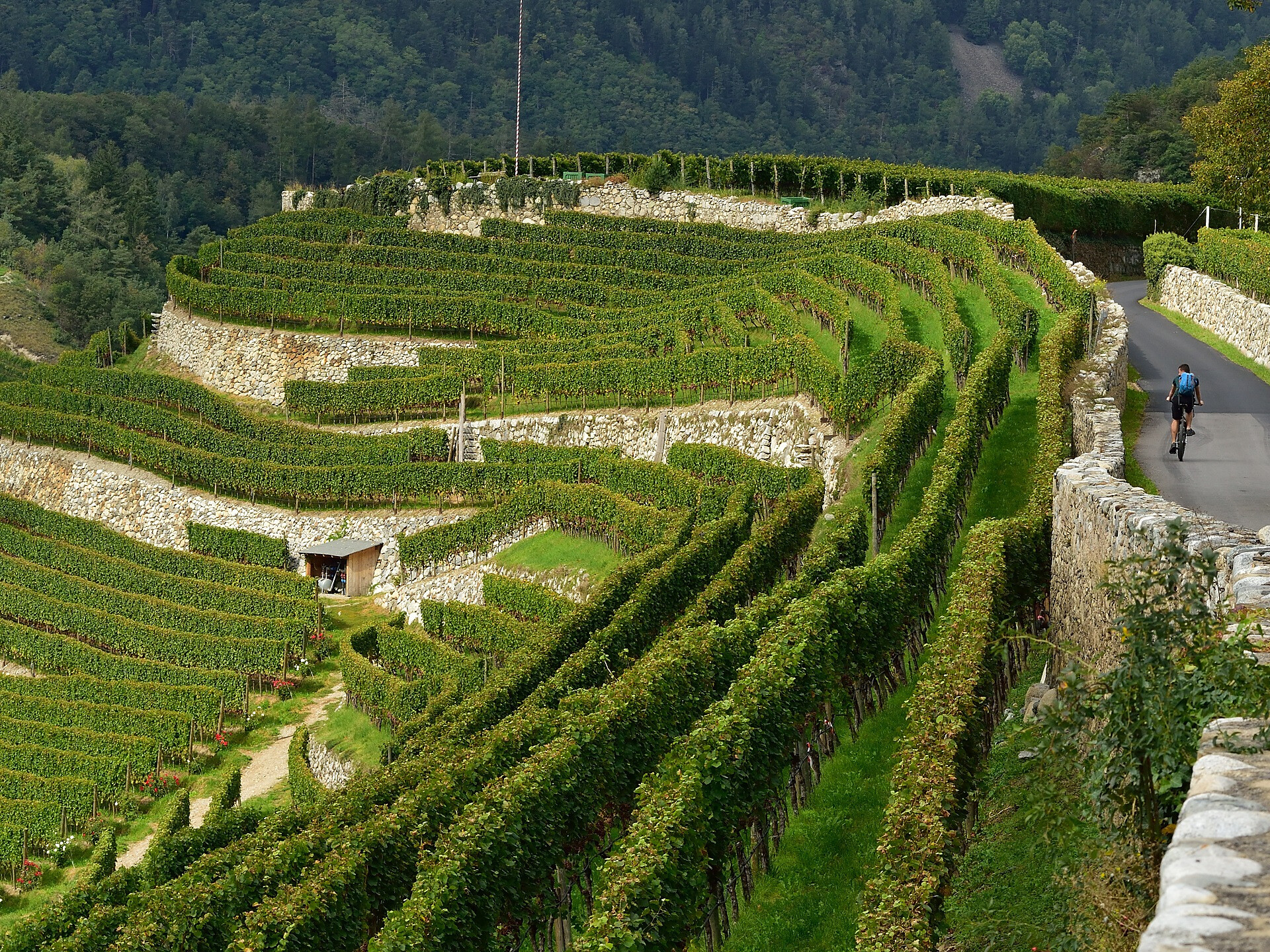 Autunno gourmet: Degustazione serale con la tenuta vinicola Abbazia di Novacello - Merano e dintorni - #2 - suedtirol.info