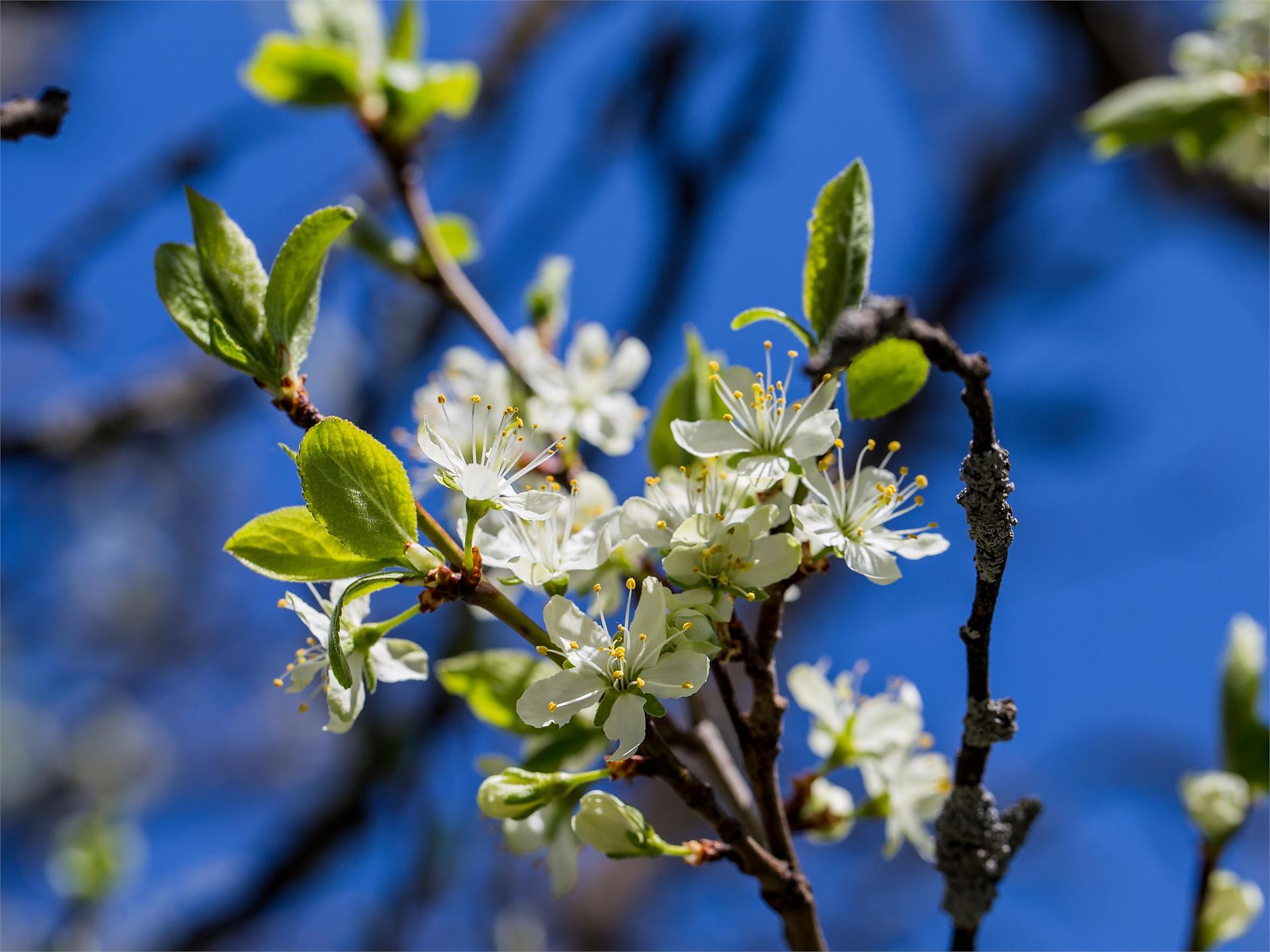 Geführte Zwetschkenblütenwanderung in Barbian mit Einkehr im Saubacherhof - Brixen und Umgebung - #2 - suedtirol.info