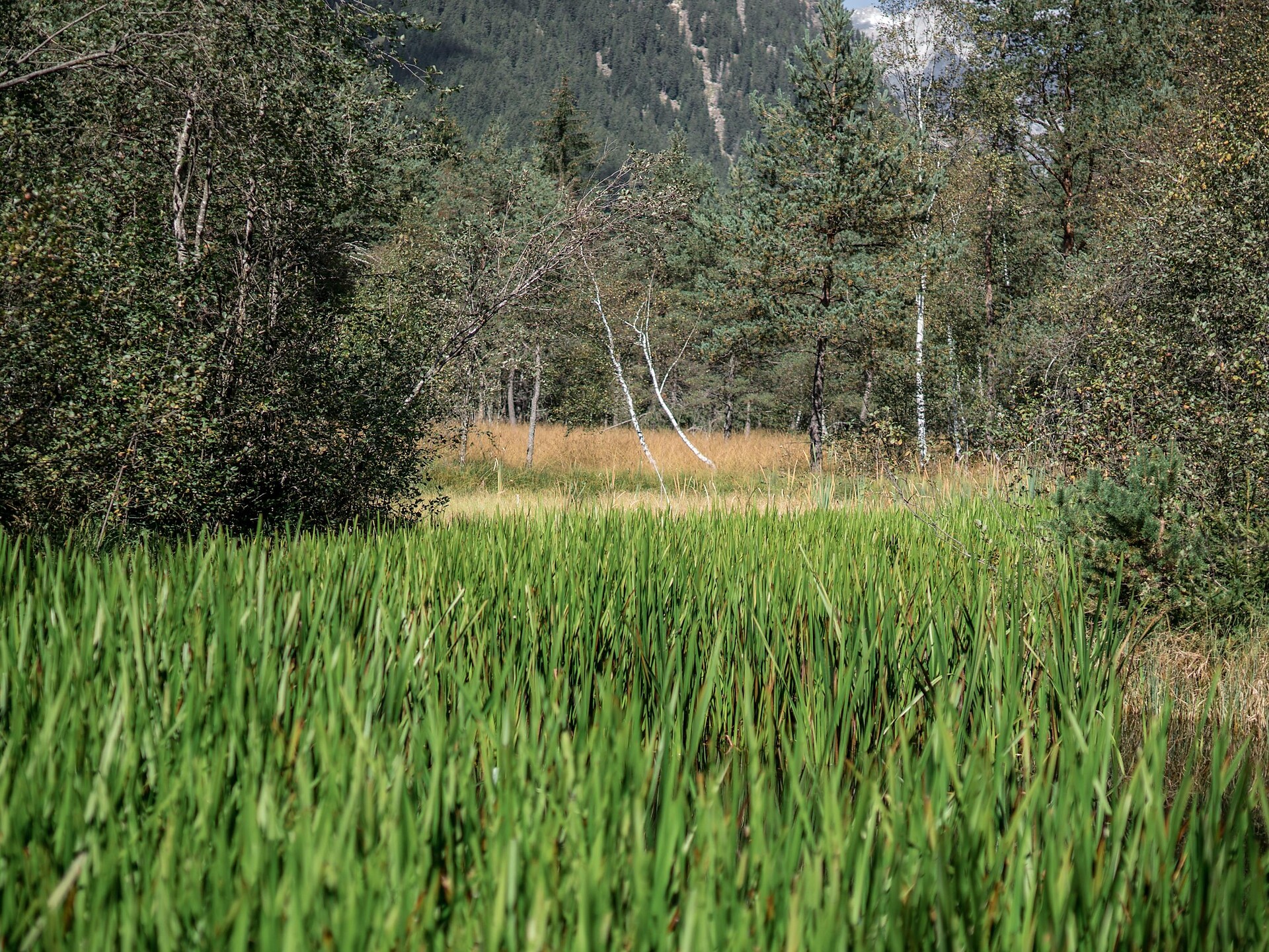 Insieme contro le piante invasive - Regione dolomitica Plan de Corones - #1 - suedtirol.info