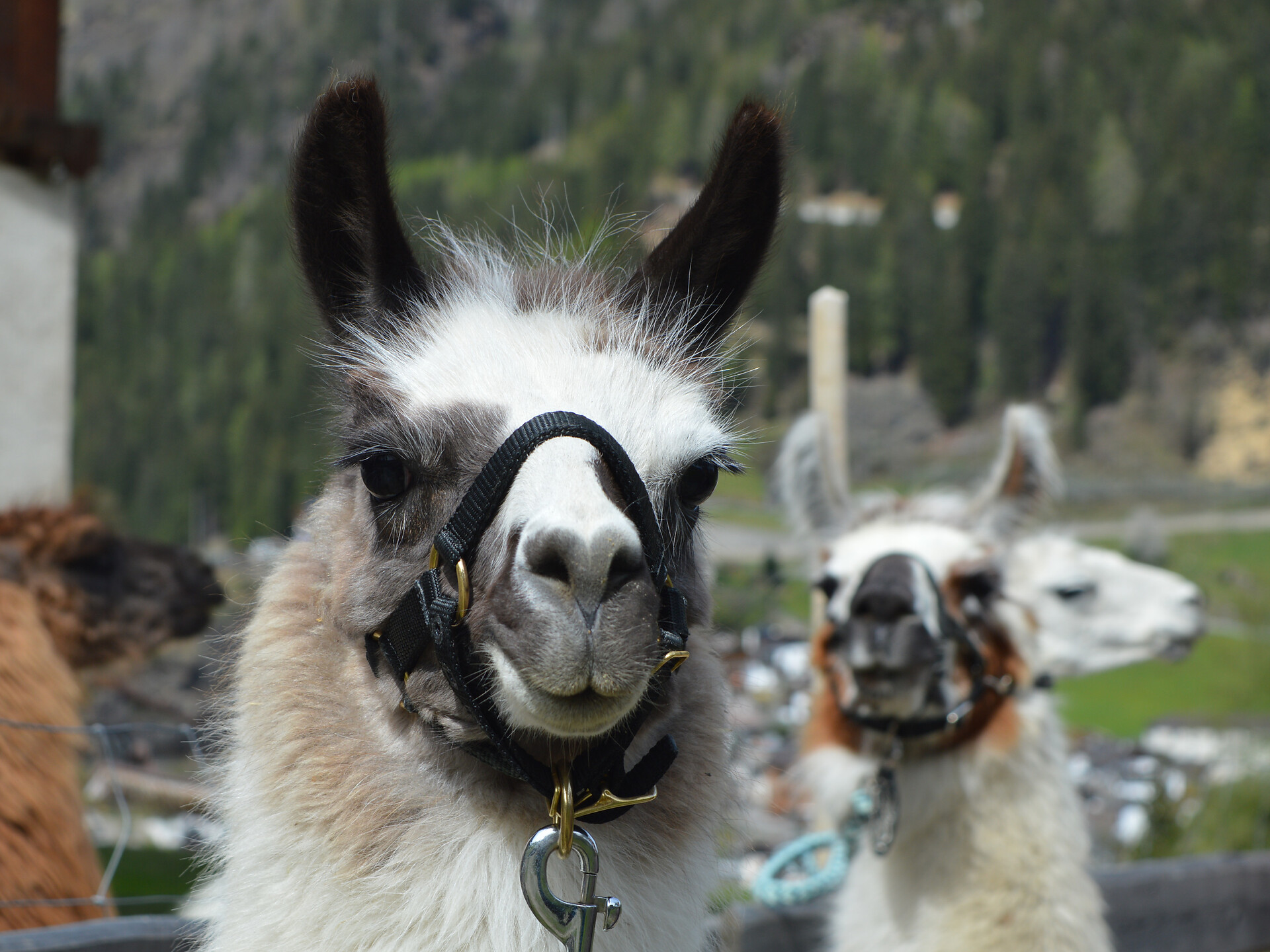 Guided llama hike - Meran/Merano and environs - #1 - suedtirol.info