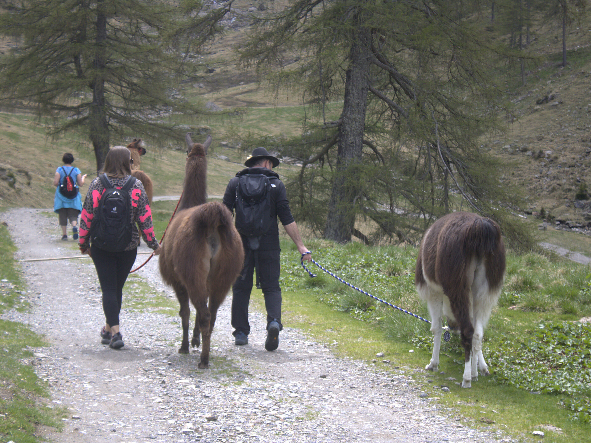 Guided llama hike - Meran/Merano and environs - #2 - suedtirol.info