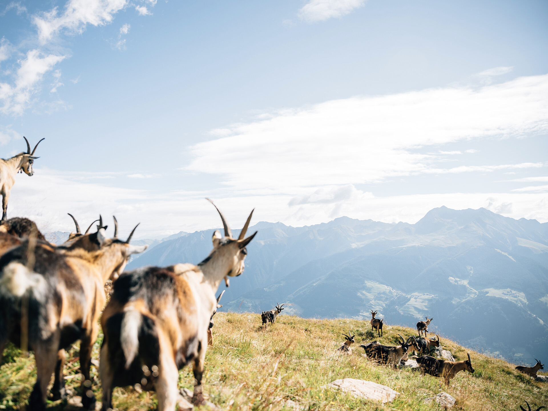 Guided hike to the Obisellalm hut - Meran/Merano and environs - #2 - suedtirol.info